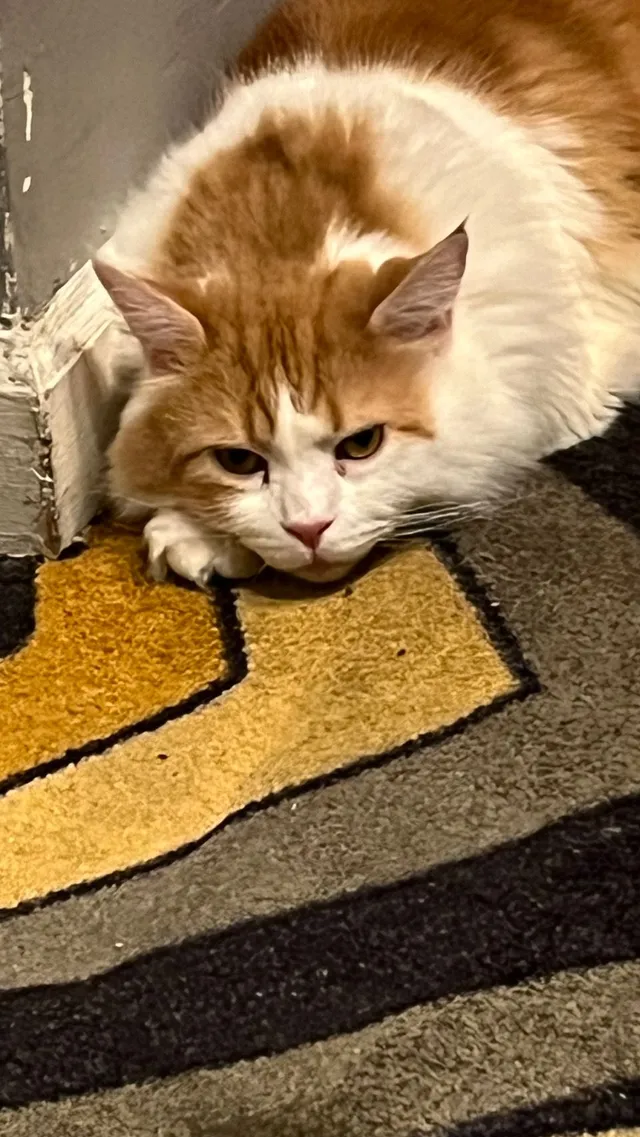 Mr. scratchy - 118 Lexington Ave, New York