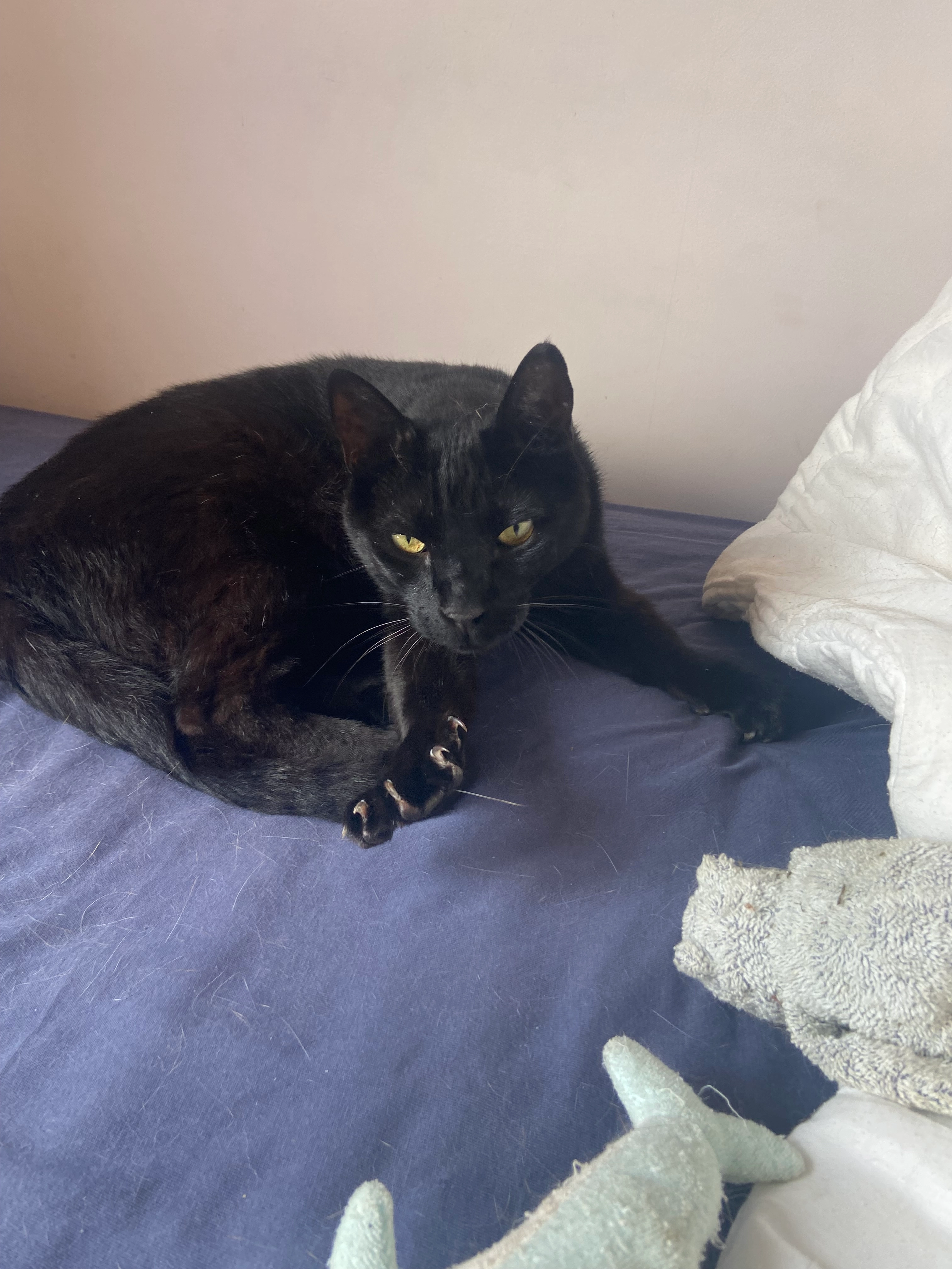 Max - Impasse de la Bastide Folco, Bandol