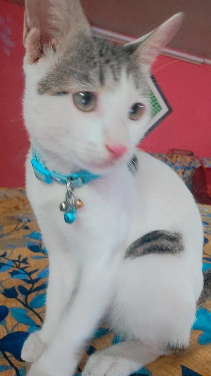 Sheru - Roda, Khushab