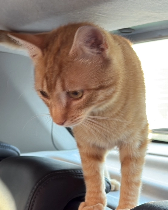 Fanta - Stelzhamerstraße, Pucking