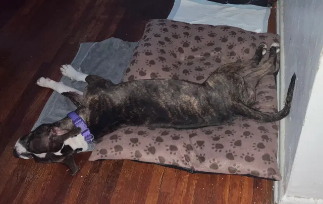 Bella - 620 E 29th St, Brooklyn