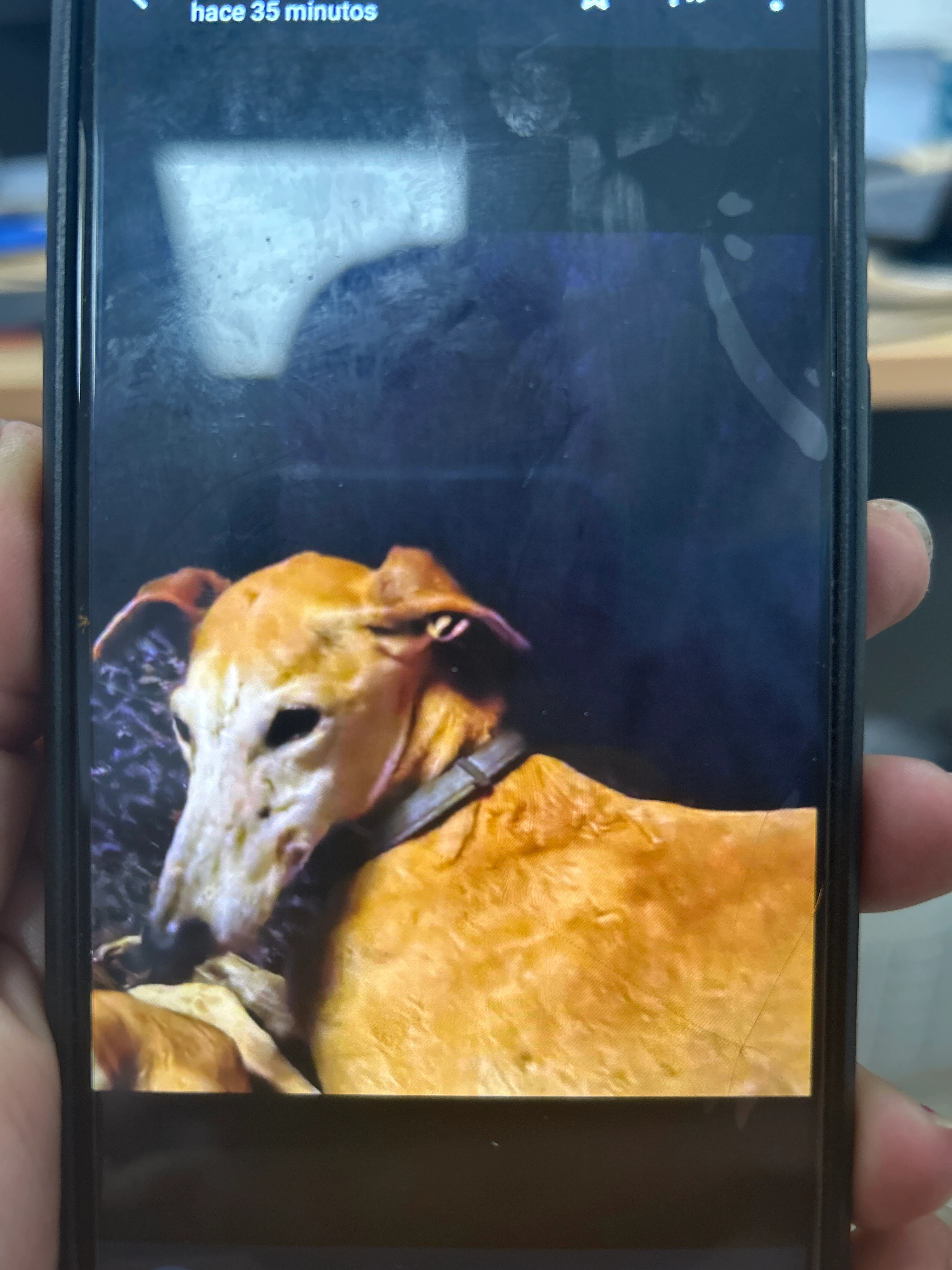 Petri - 35 Avenue des Voirons, Douvaine