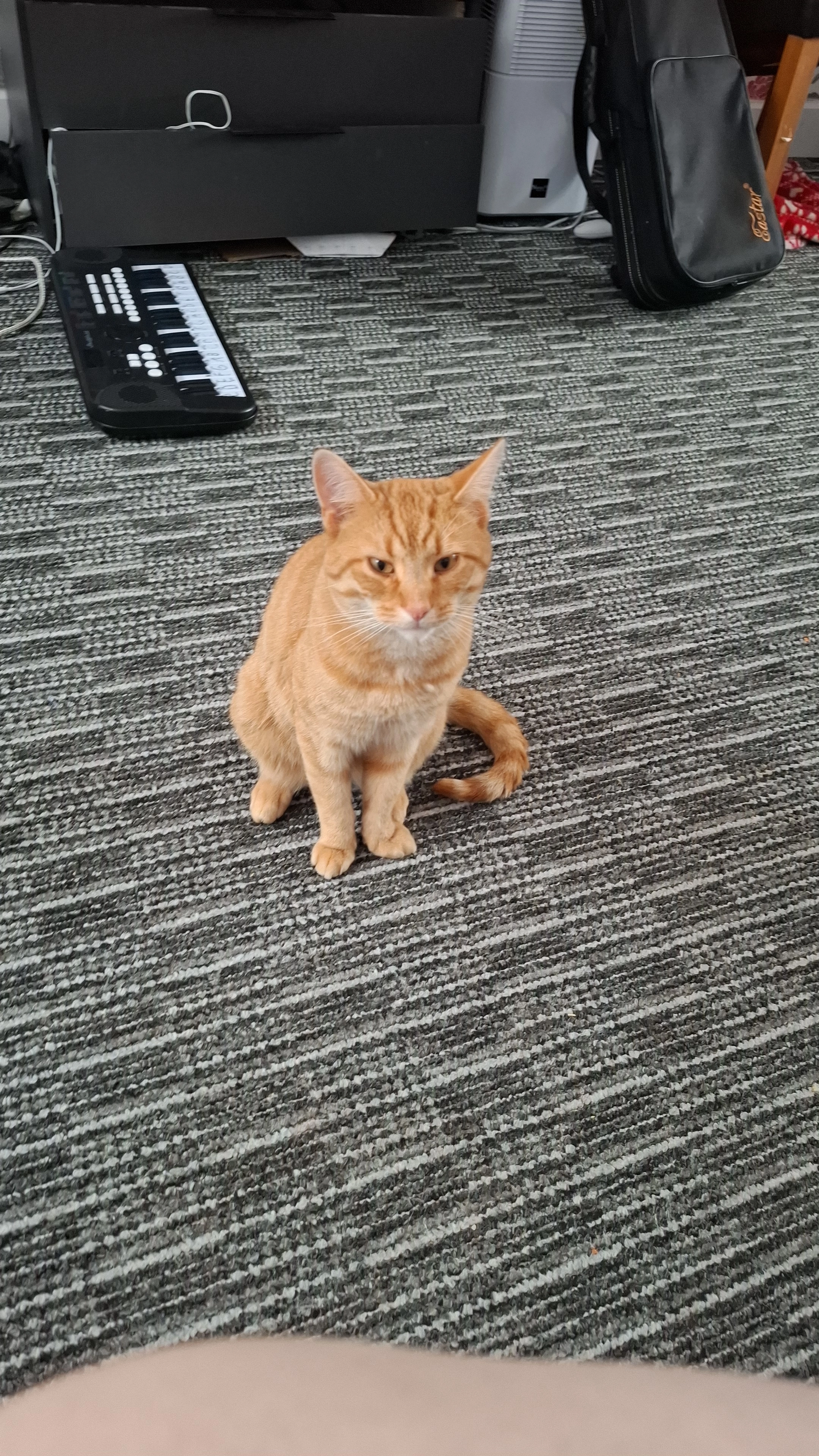 Missing Cat - Kingswell Park, Alloa