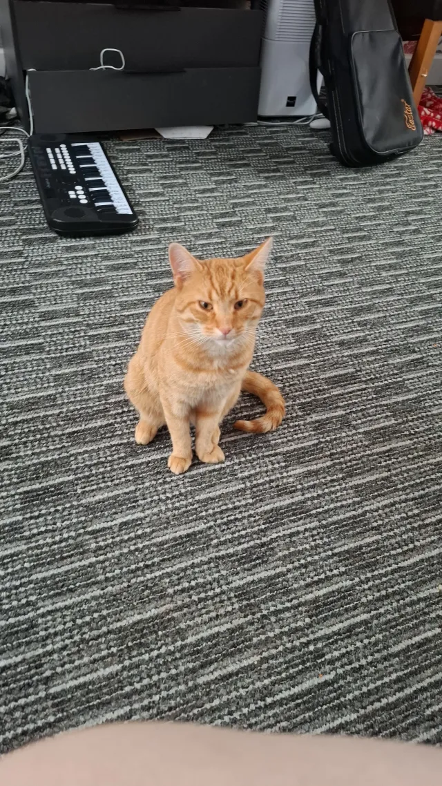 Missing Cat - Kingswell Park, Alloa
