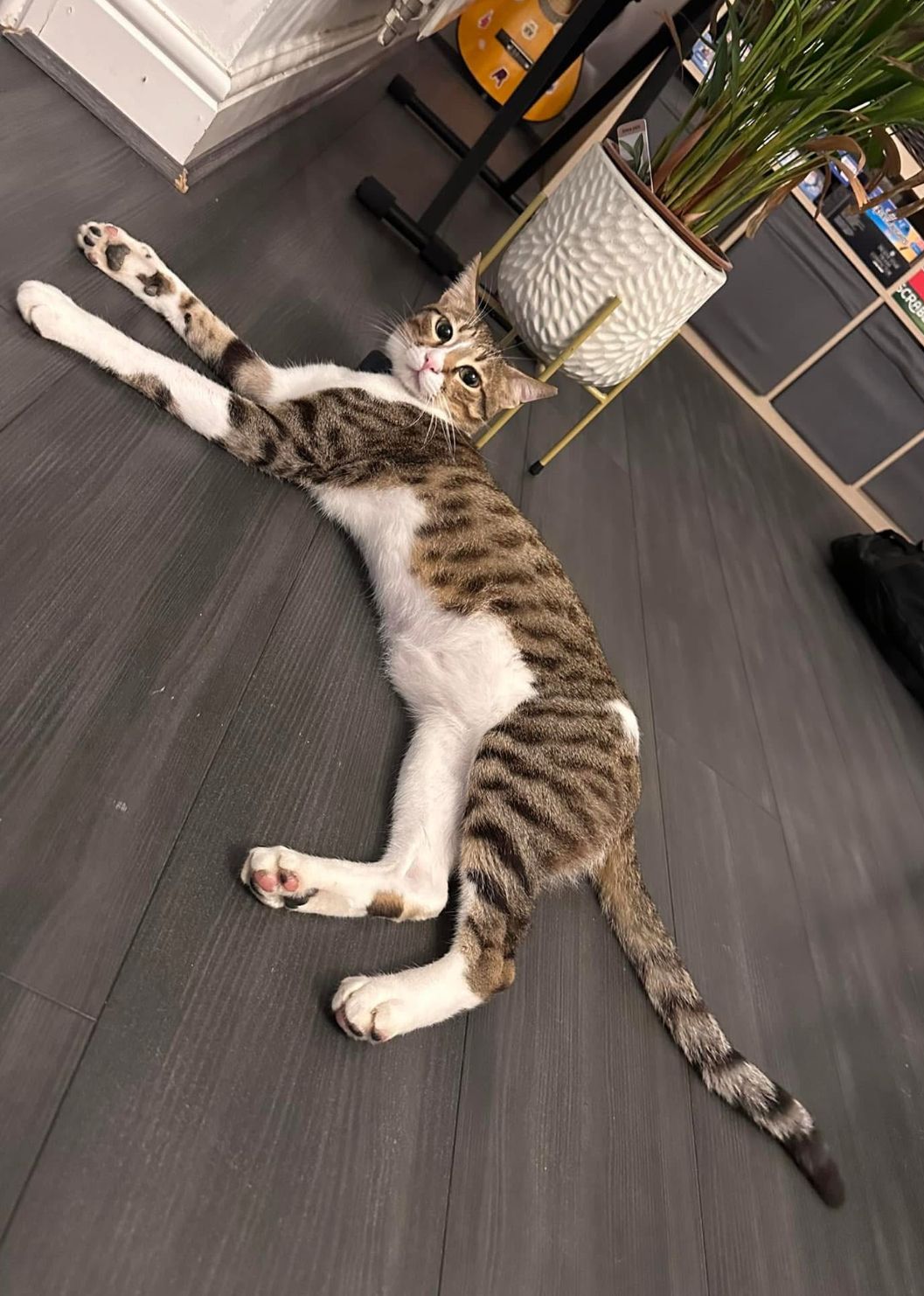 Siya - Brewers End, Bishop's Stortford