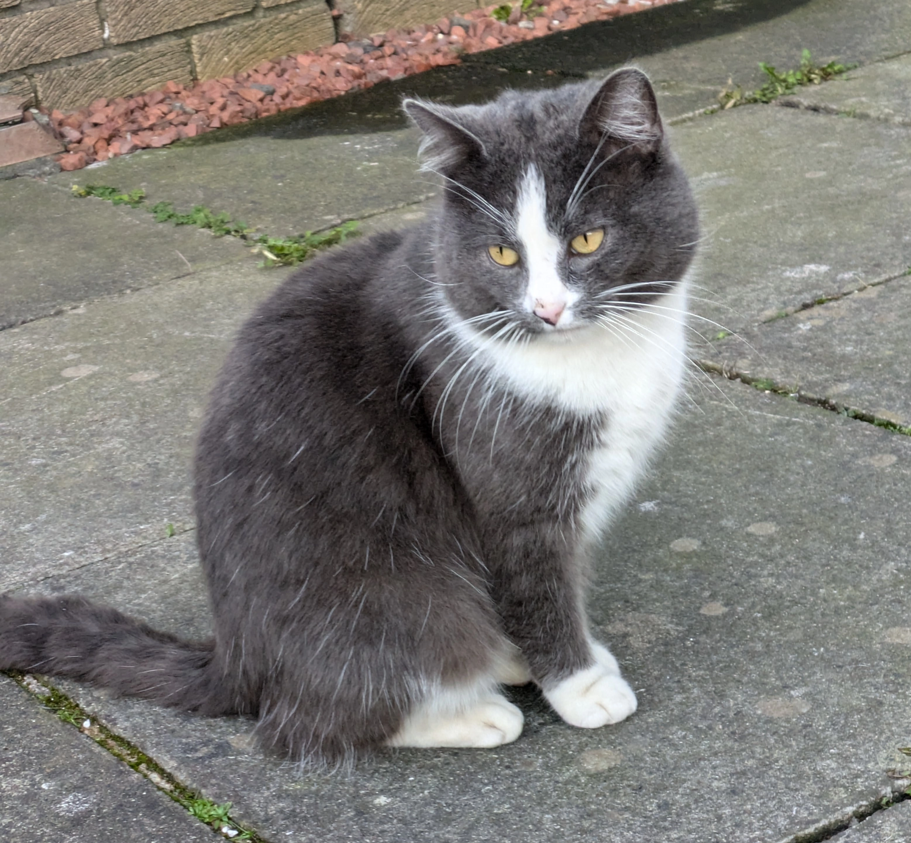 Bo - St David's Place, Larkhall