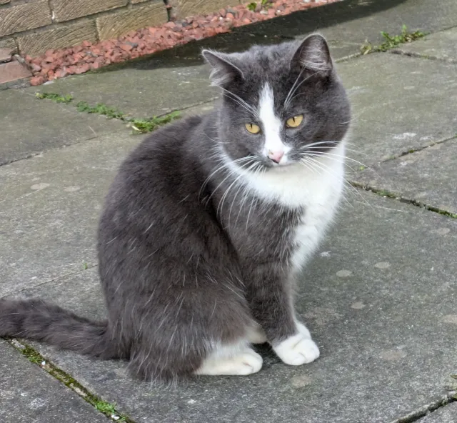 Bo - St David's Place, Larkhall