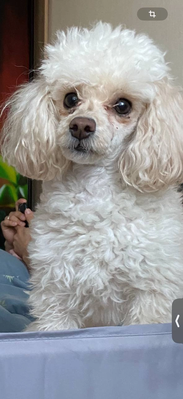 Luisa - Hannoversche Straße, Osnabrück