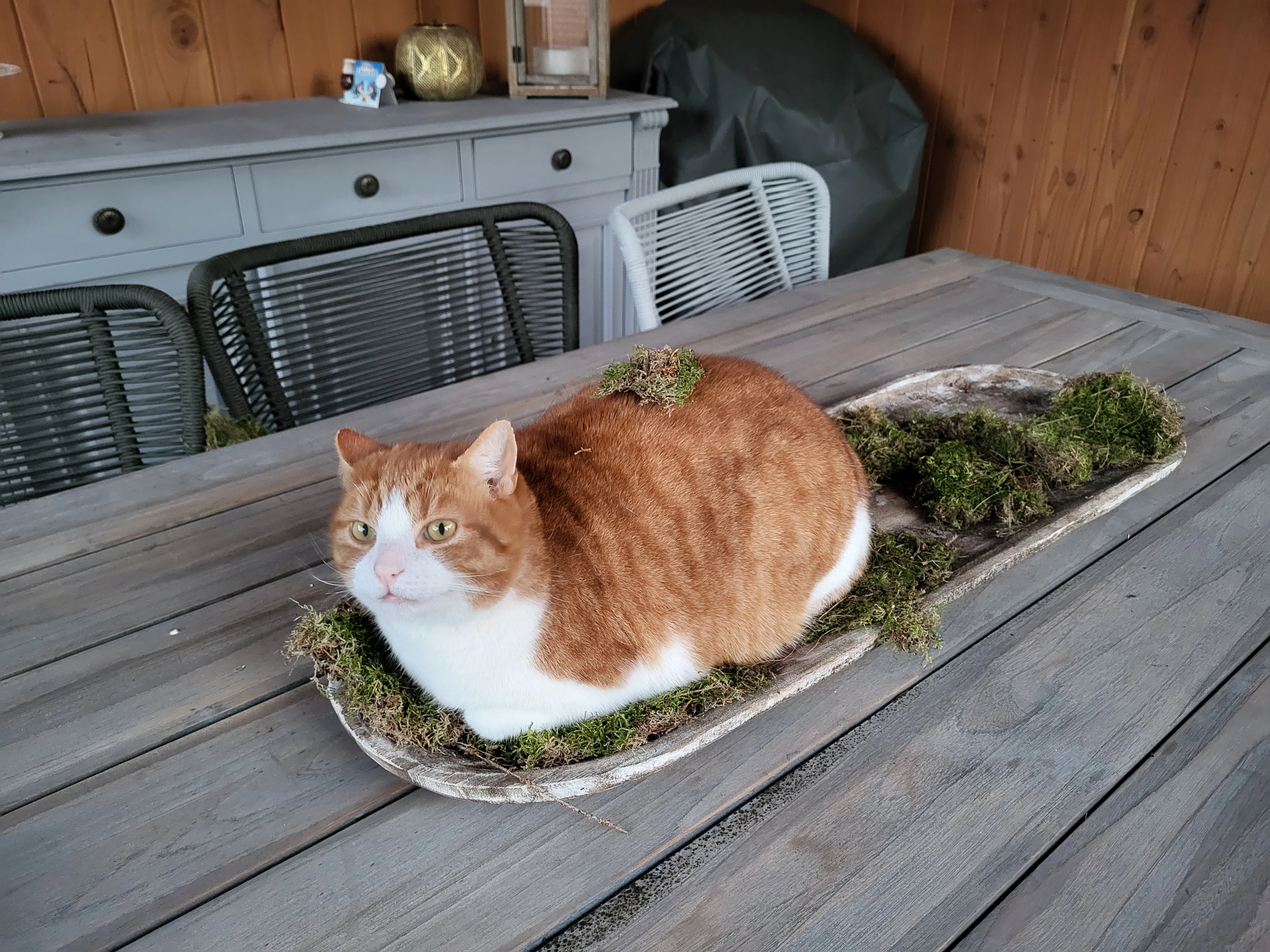 Kwiebus - Wagenborgerweg, Nieuwolda