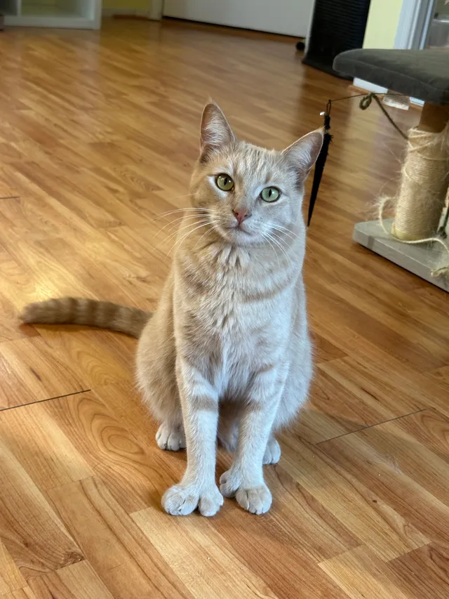 Skippy - 7012 Anice St, Orangevale