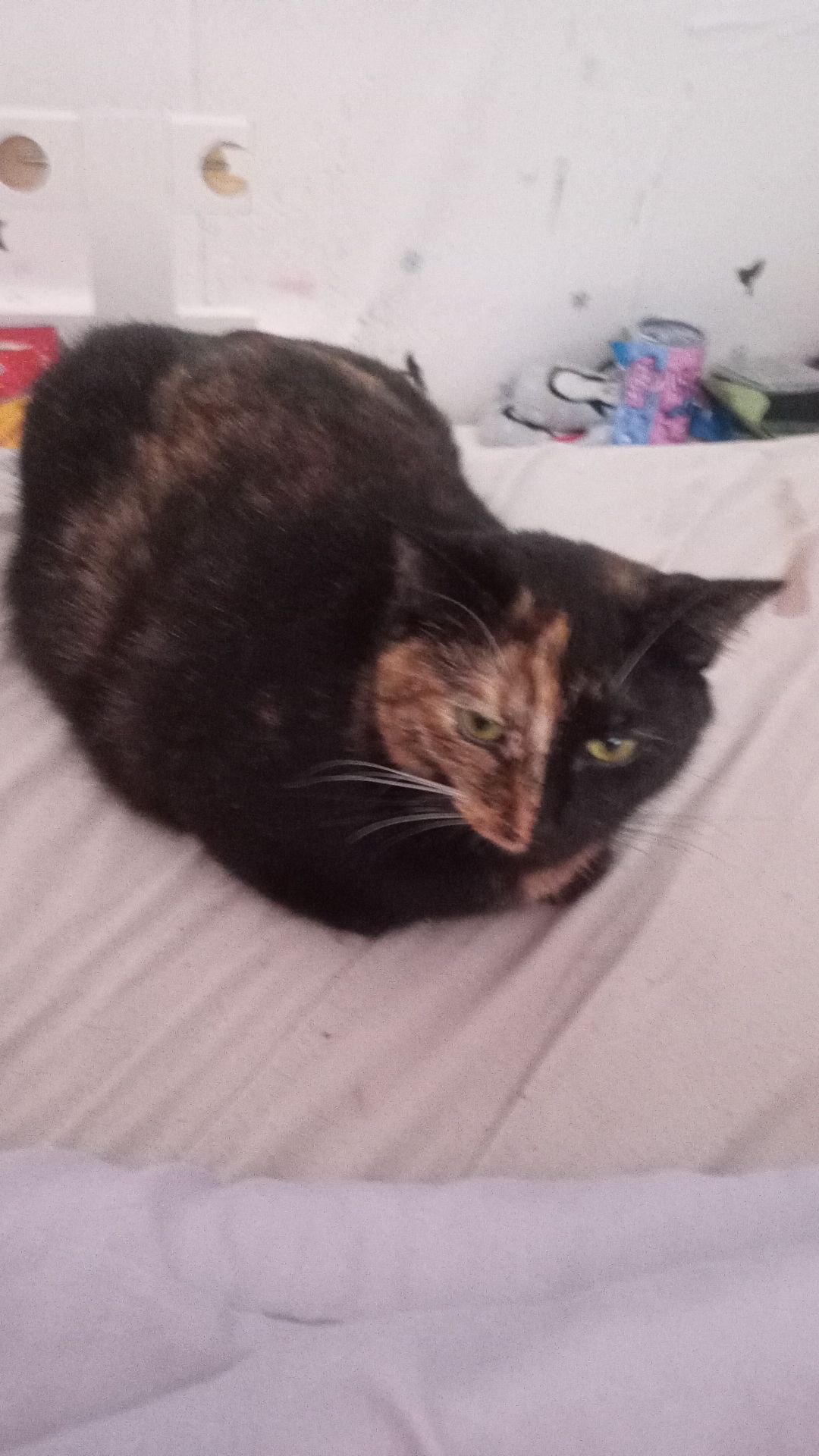 Sarabi  - Elbinger Straße, Wolfenbüttel