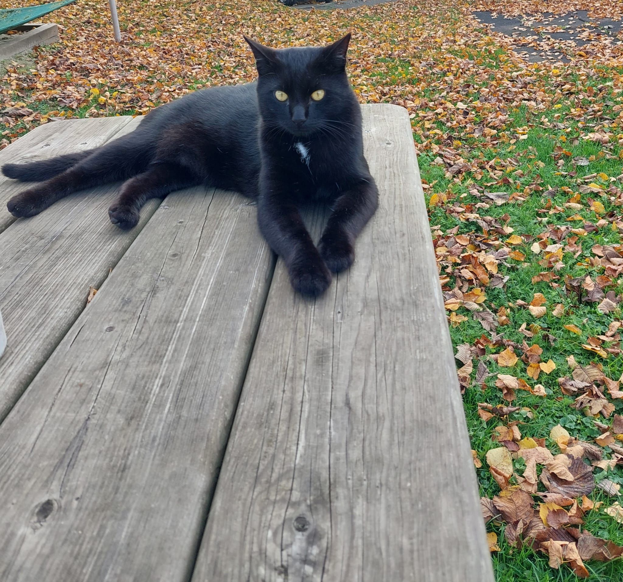 Theo - 3300, Amstetten