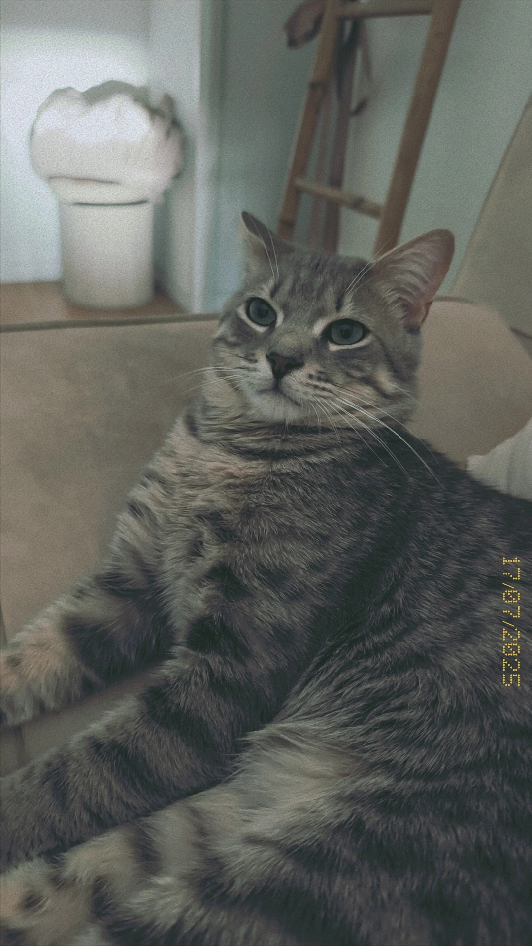 Sweetie - Rue Bernard de Jussieu, Bègles