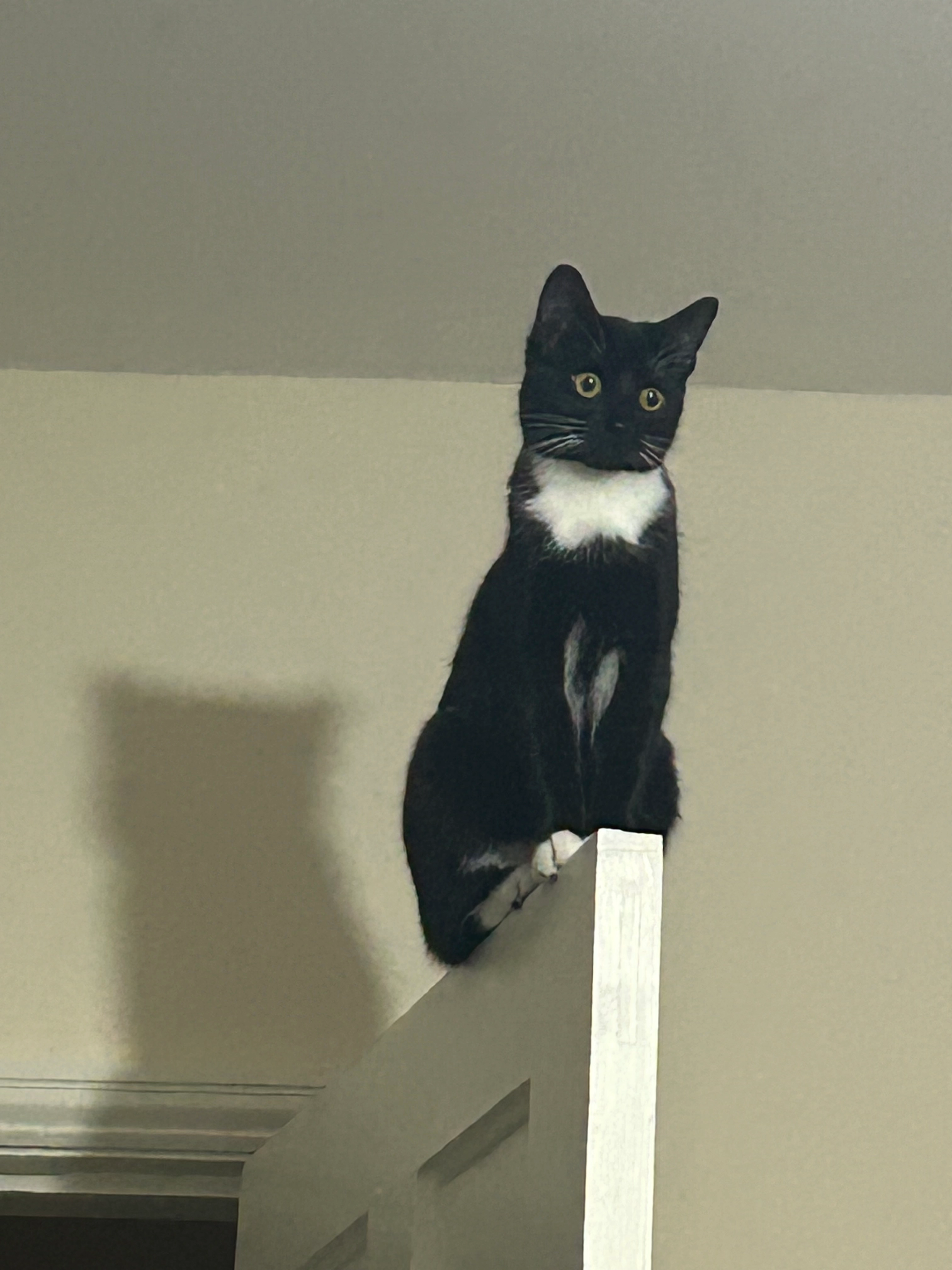 Luna - Somerset Road, Christchurch