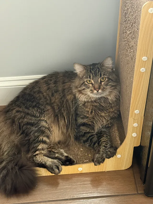 Milo - 114 Augustus St, Revere