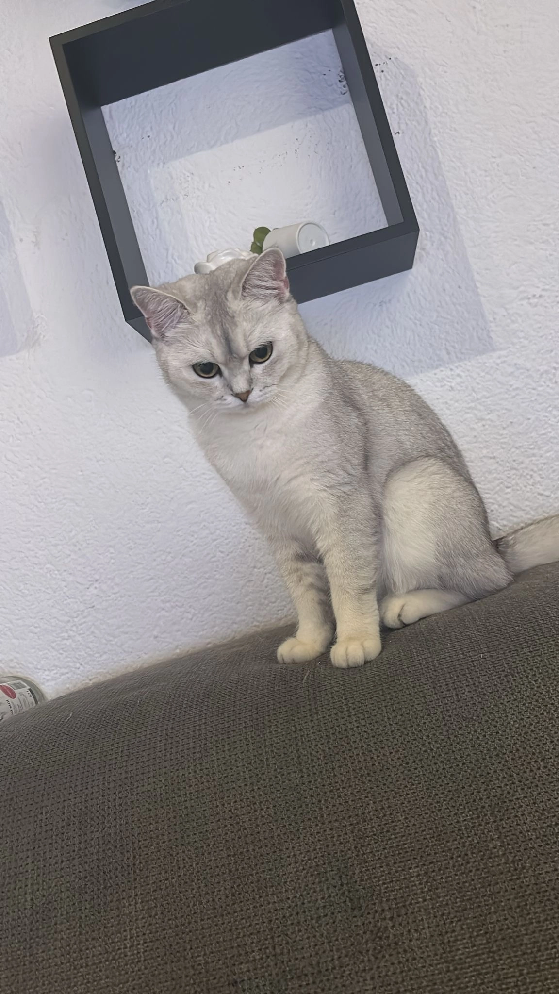 Coco - 76477, Elchesheim-Illingen