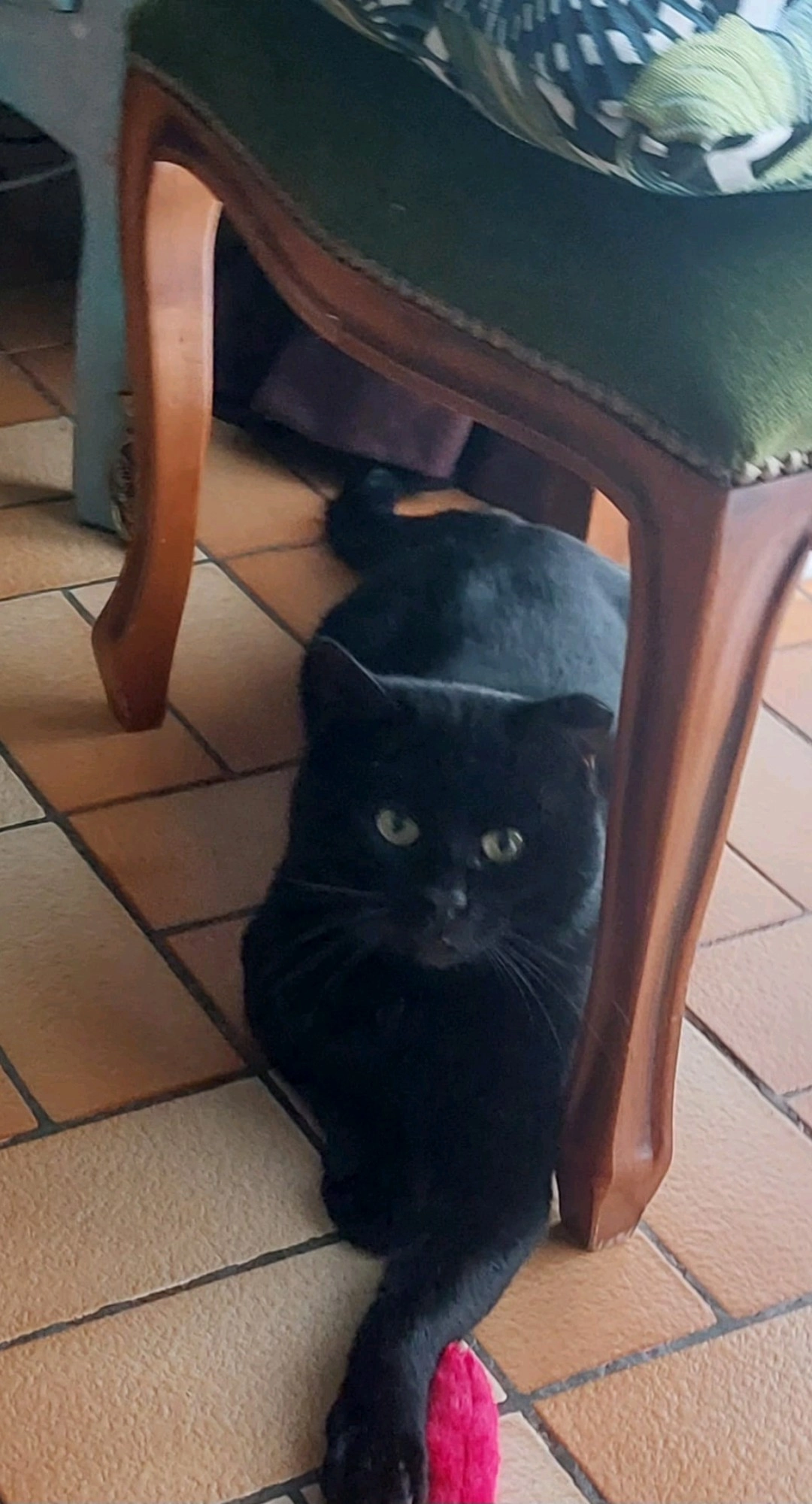 Bagherra  - Rue d'Ypres, Marquette-lez-Lille