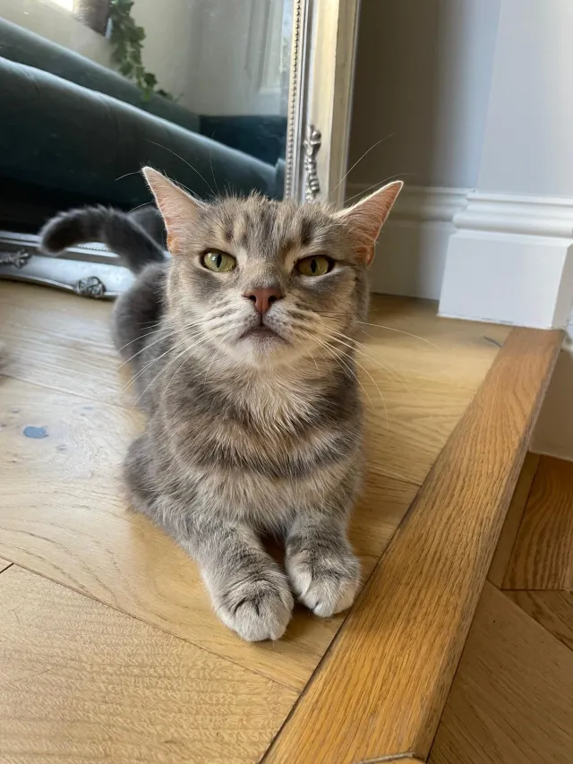 Kitty - Comeragh Road, London