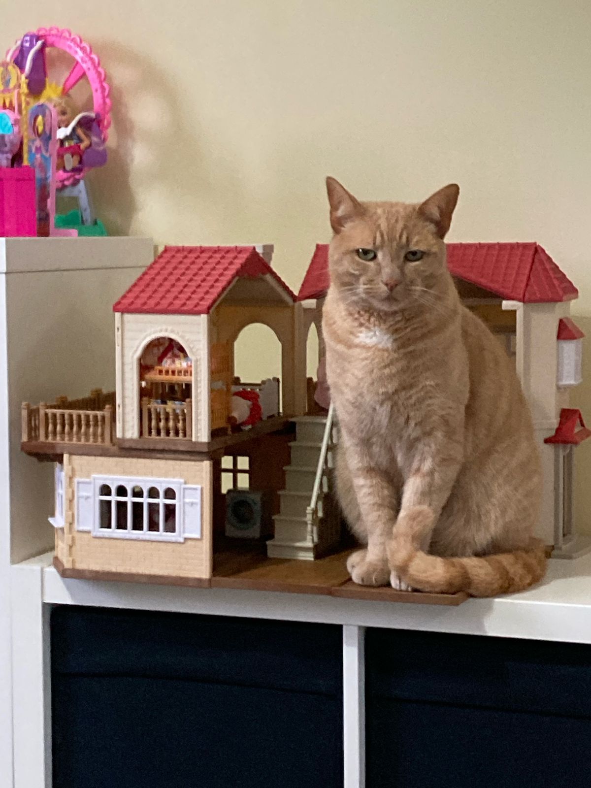 Tiddles - Wheatsheaf Drive, Waterlooville