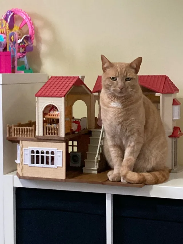 Tiddles  - Wheatsheaf Drive, Waterlooville