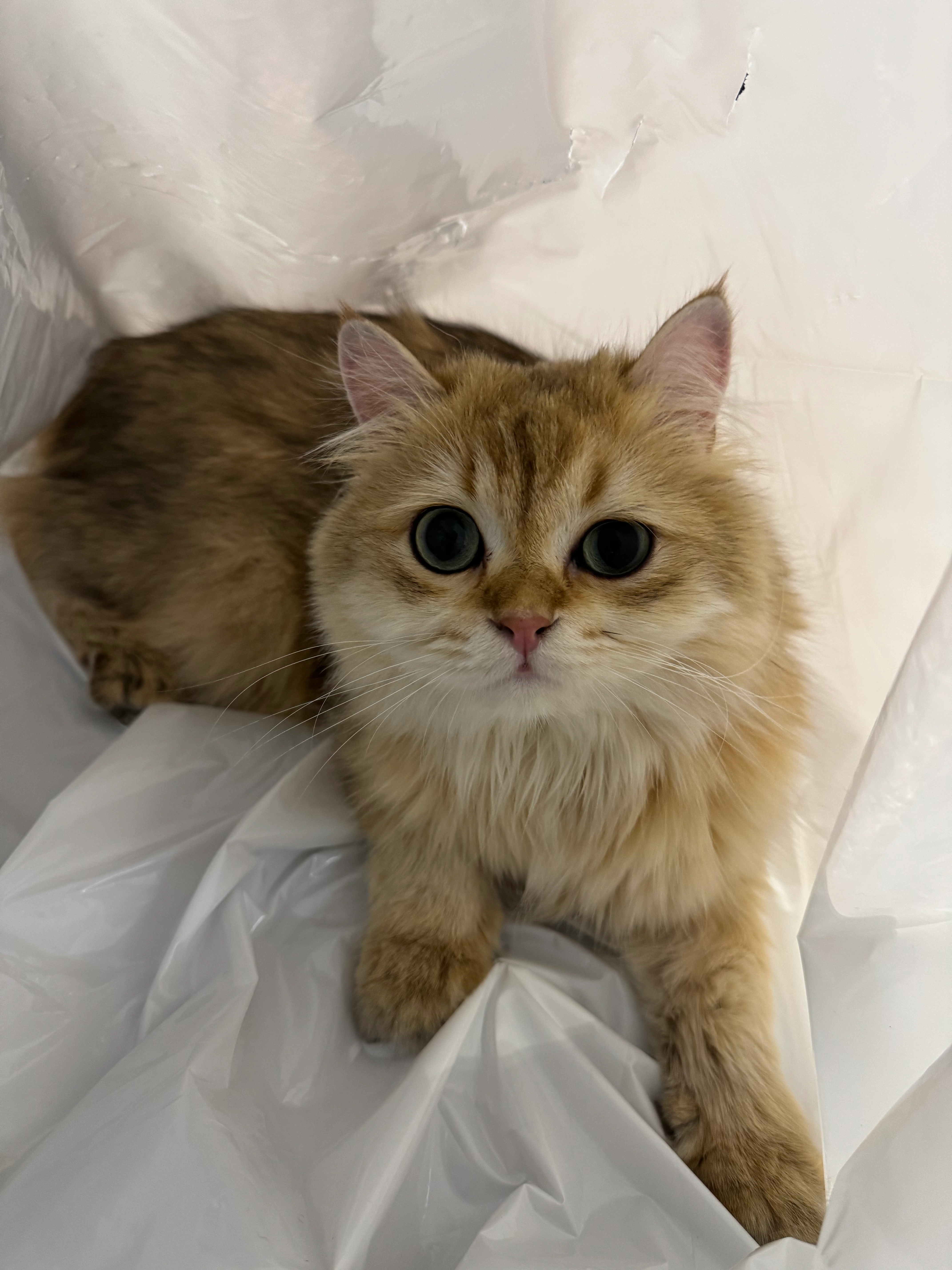 Simba  - Rue de Mons-lez-Liège, Flémalle