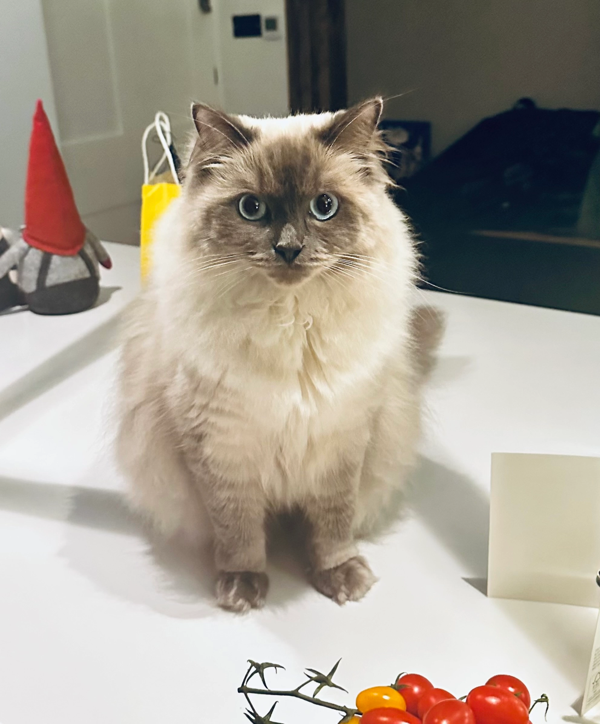 Wilson - Ambra Vale South, Bristol