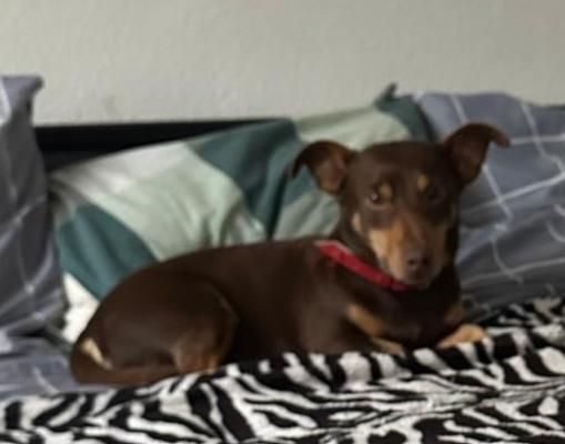 King - Drie Weikes, Oud Gastel