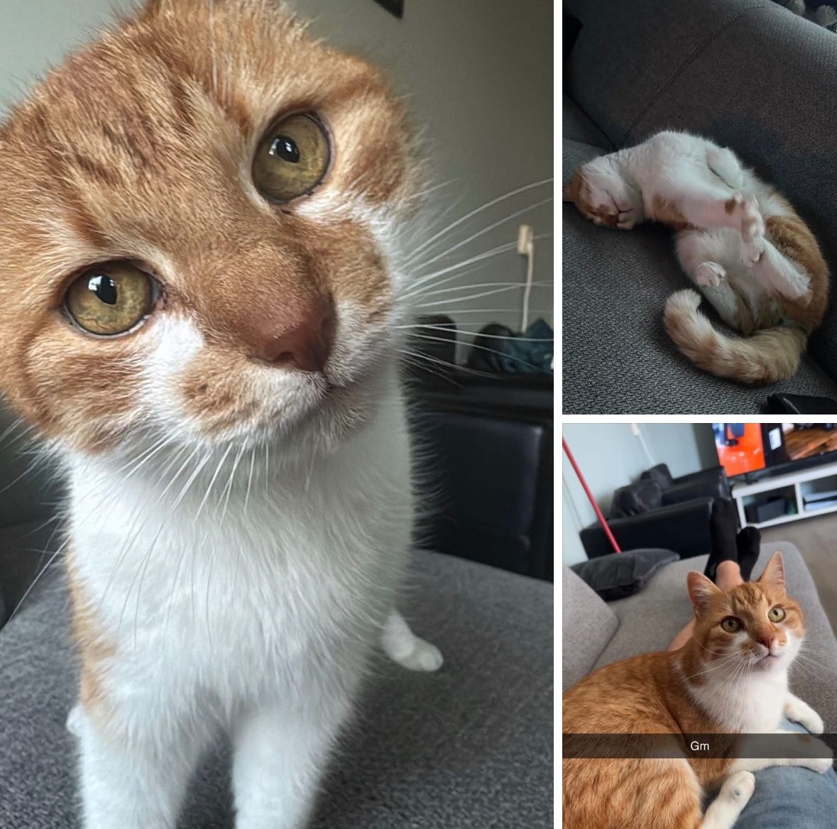 Levi - Middelweg-Oost, St.-Annaparochie