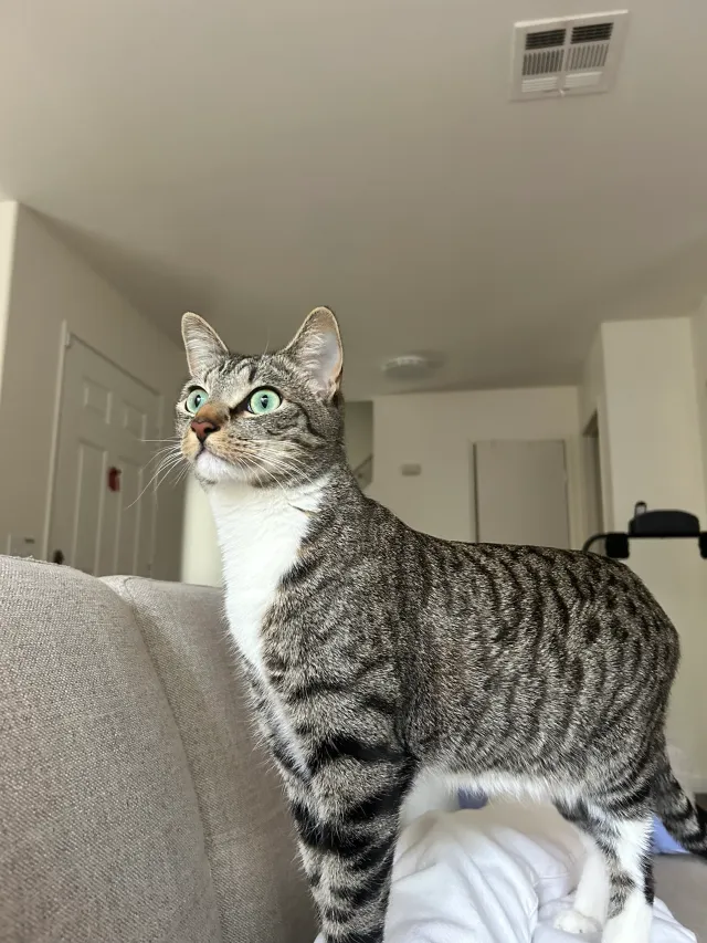 Stinky - Chino Hills Parkway, Chino Hills