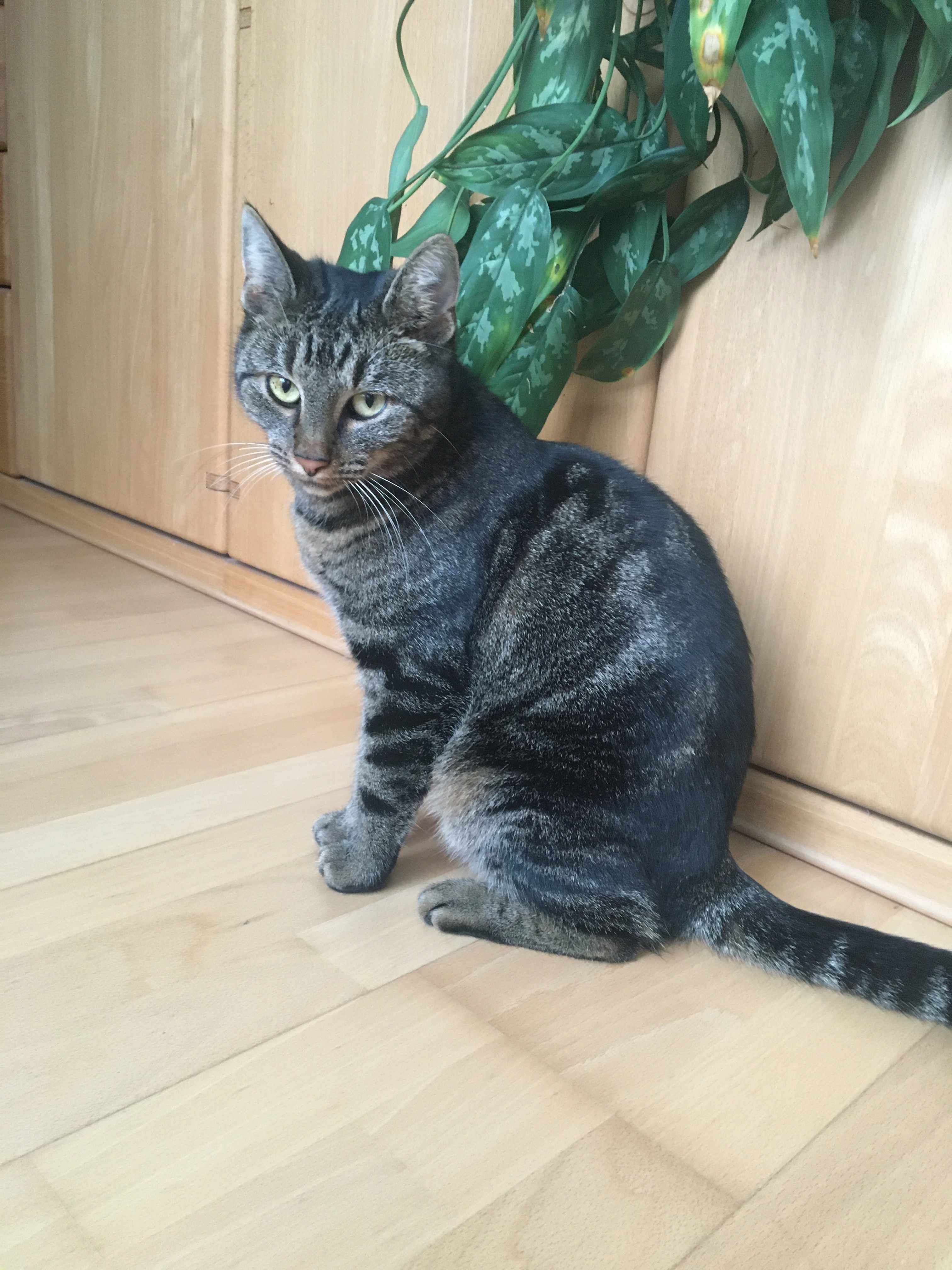 Lily - Polgarstraße, Wien