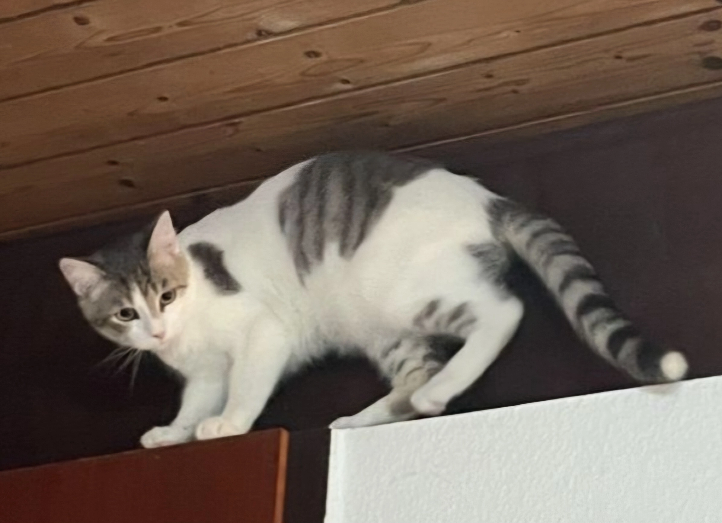 Spotty - Frühlingstraße, Bad Boll