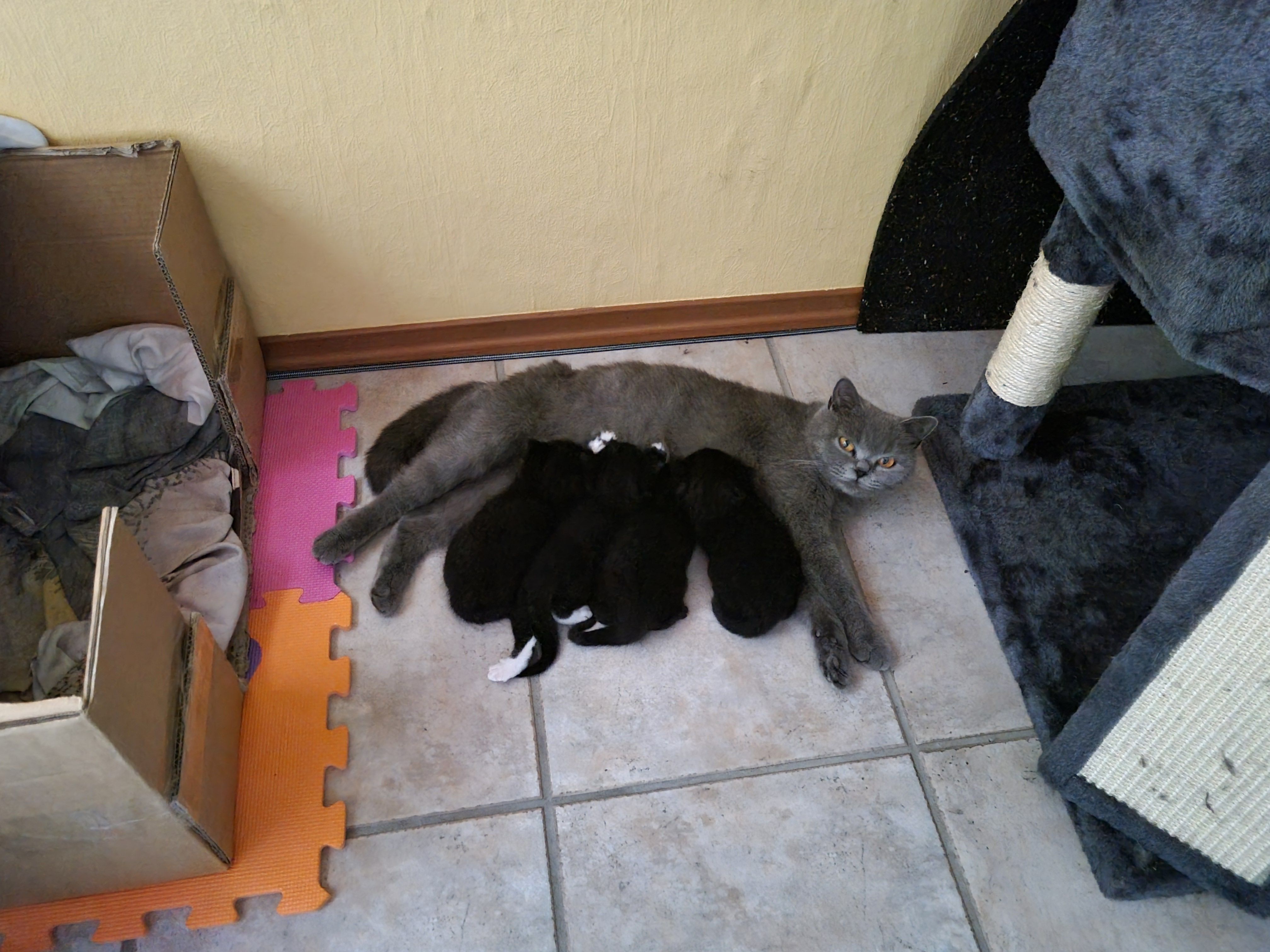 Videl - Hollekuhl, Schortens