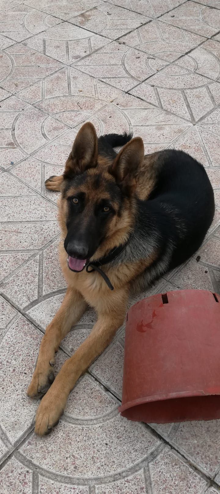 Rony - Avinguda Forques, Constantí