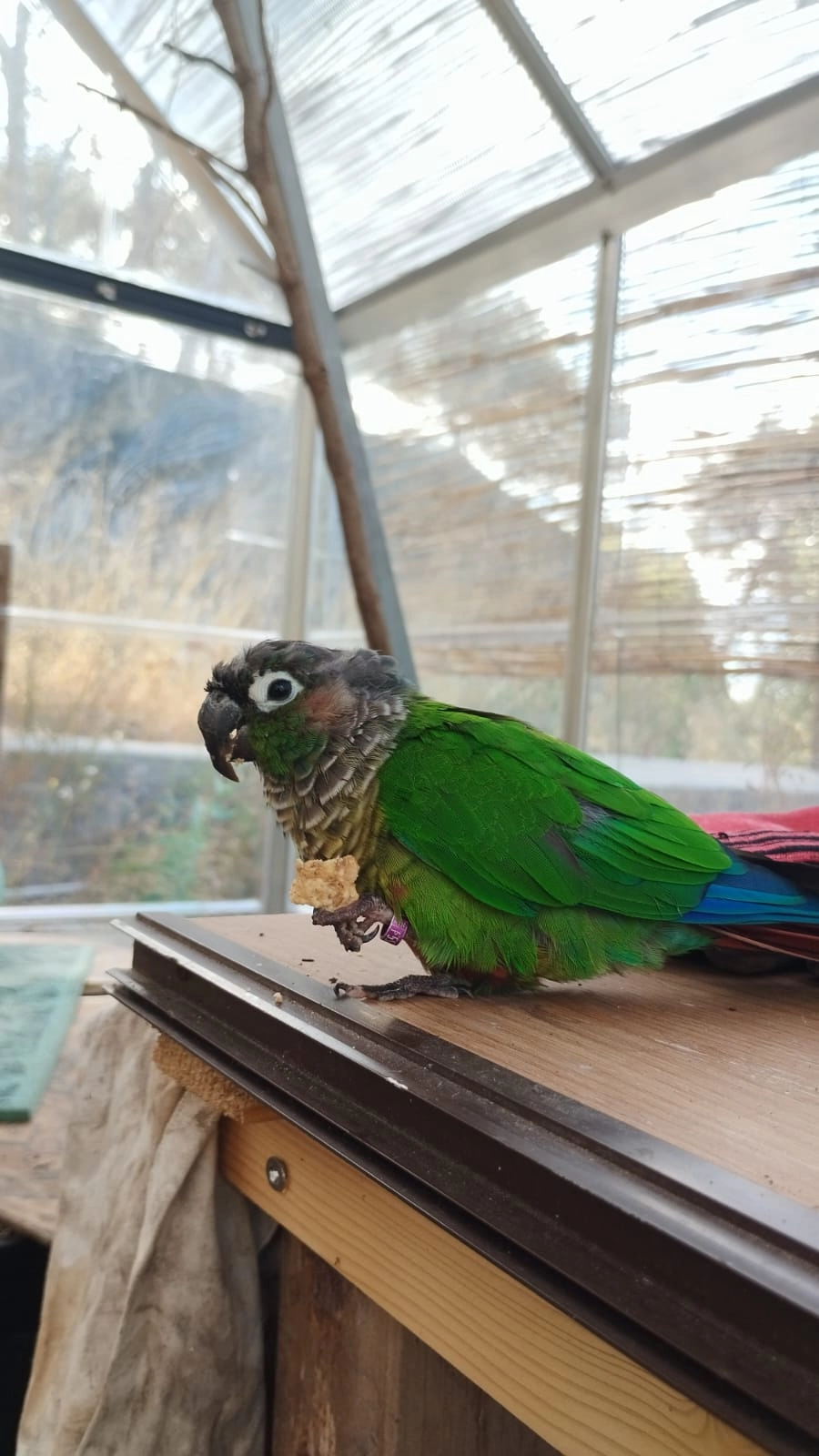 Yolo - Chemin des Barnouins, Les Pennes-Mirabeau