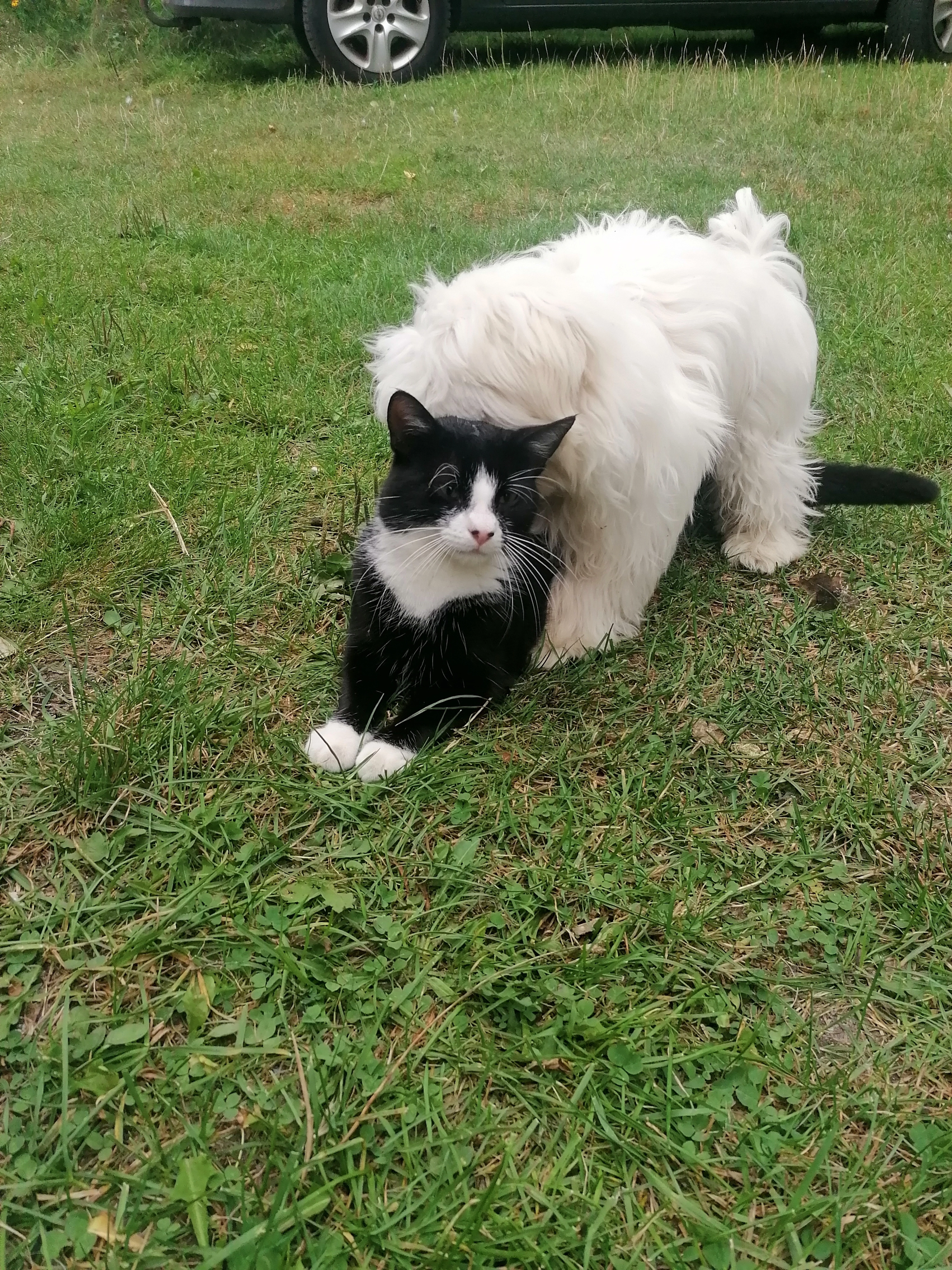 Tutnix - Ahlimbswalde, Temmen-Ringenwalde