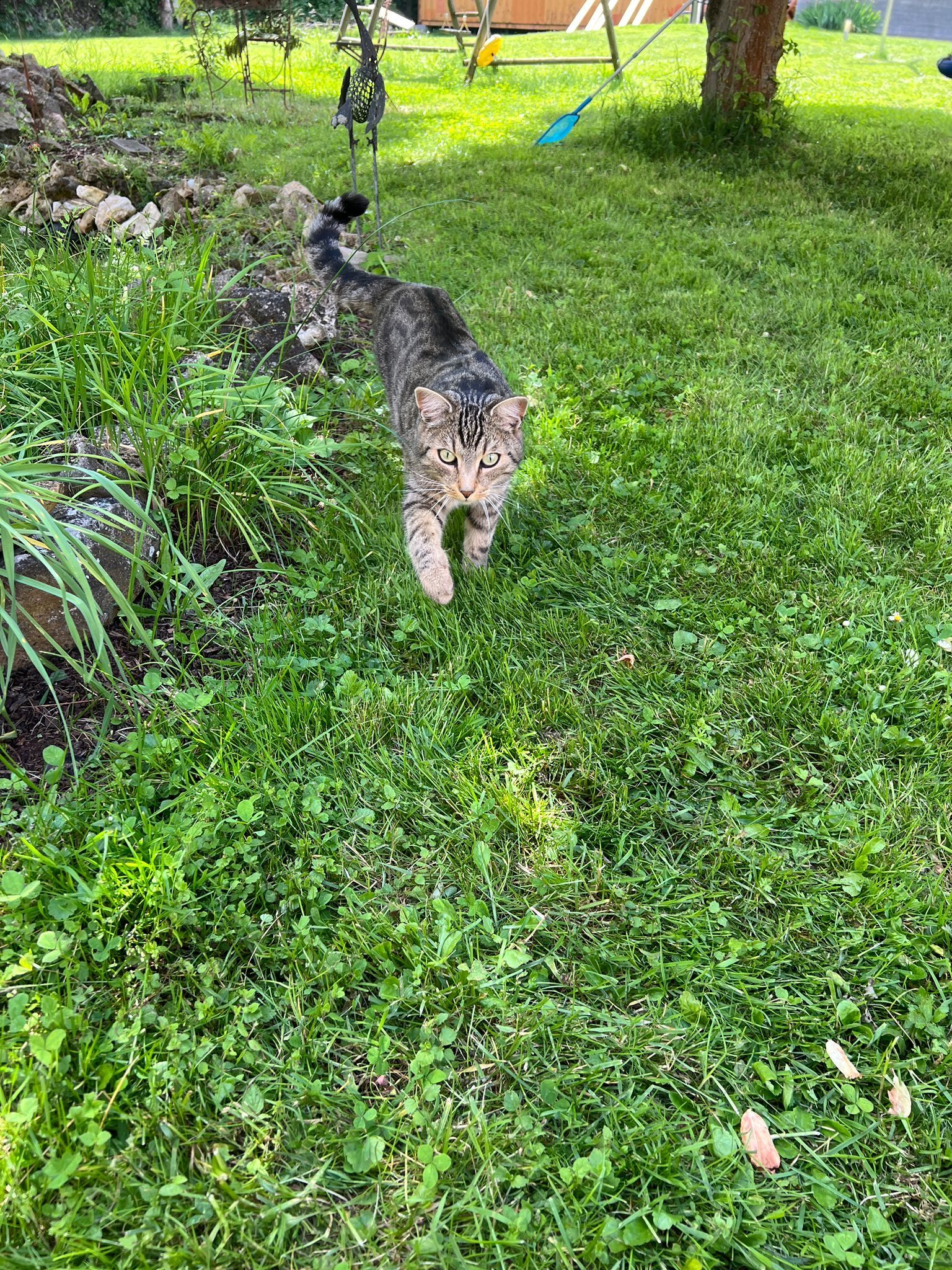 Simba - Berghof, Windesheim