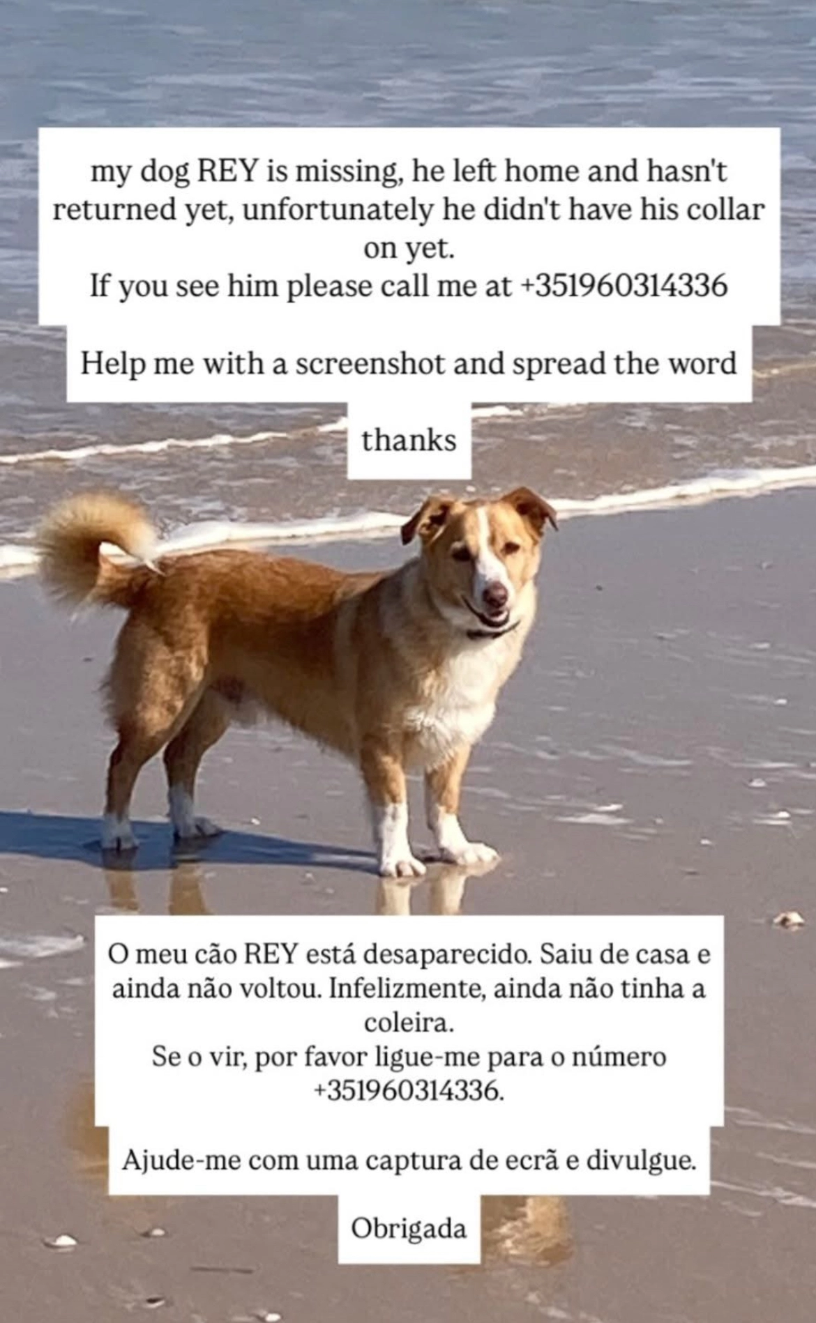 Rey - R Catrina, Ferrel