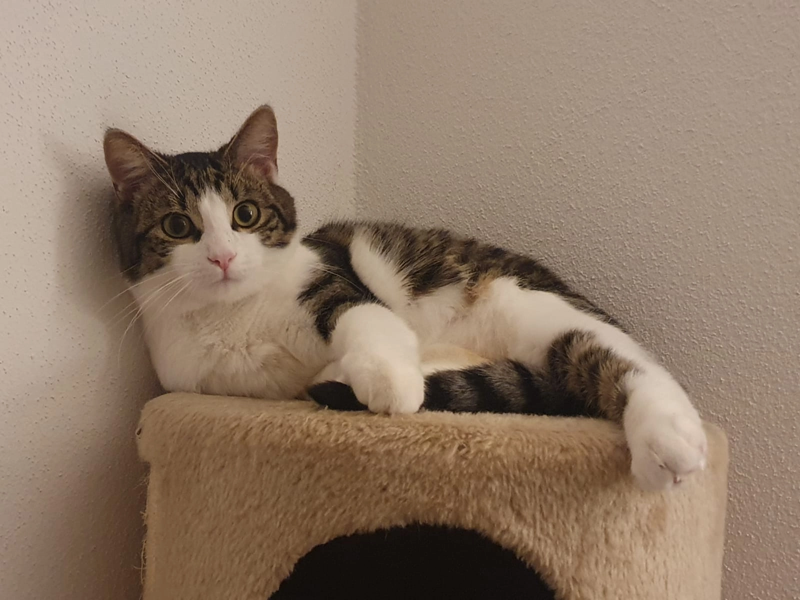 Mio - Lauenbühlstraße, Lindenberg im Allgäu