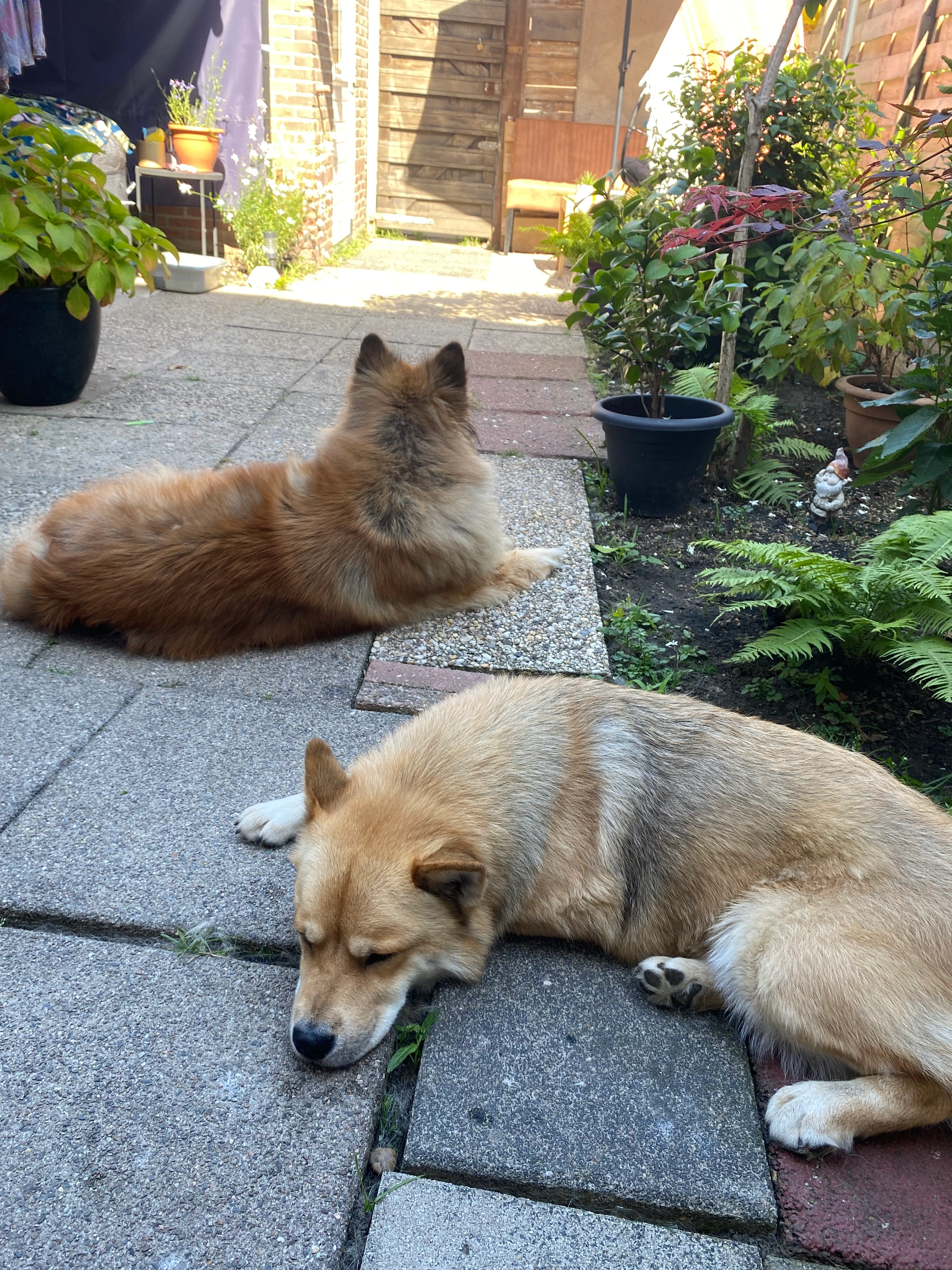 Nala  - Voorder Winkel, Flintbek