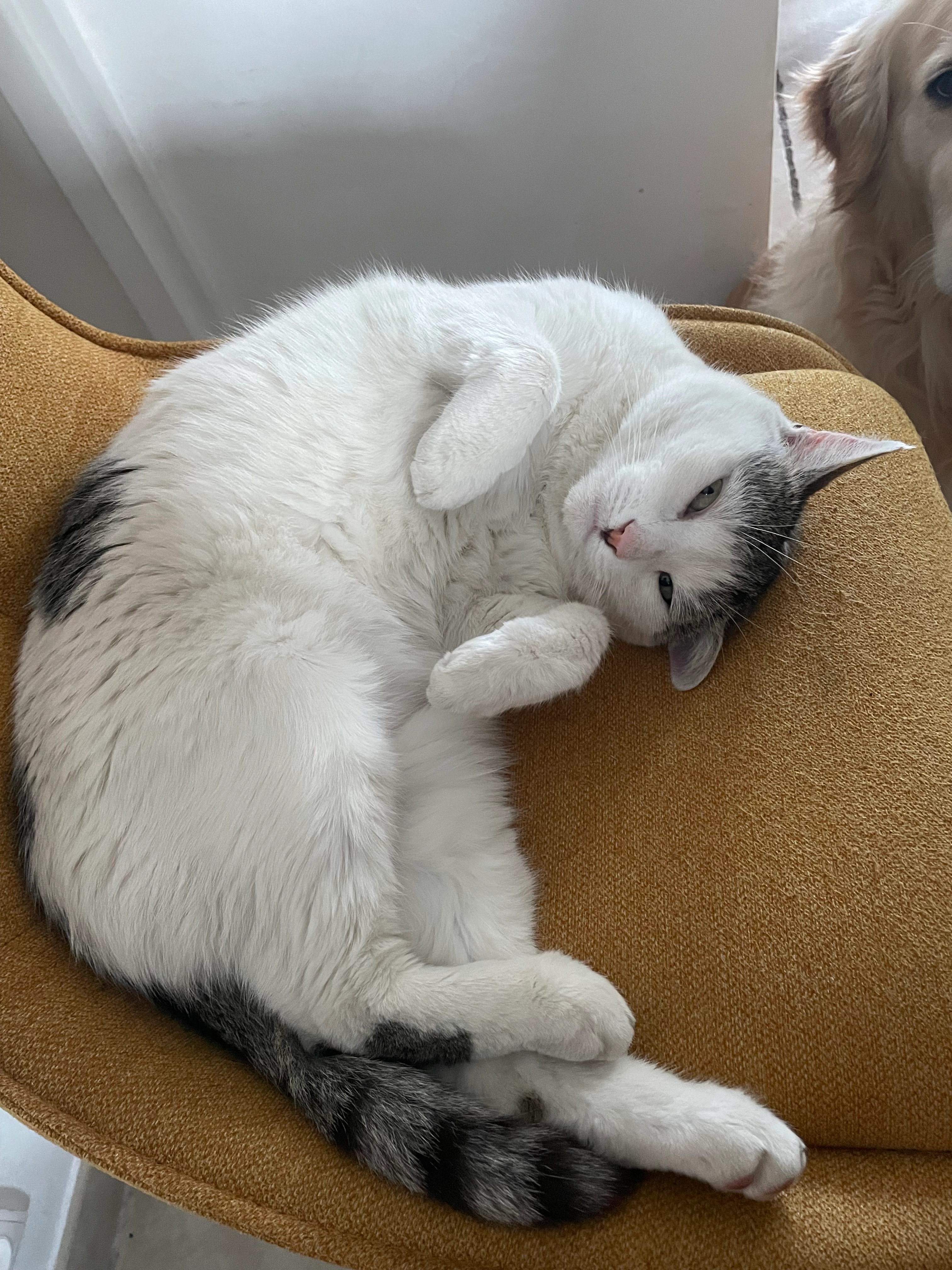 Câlin - Rue Général Decaen, Metz