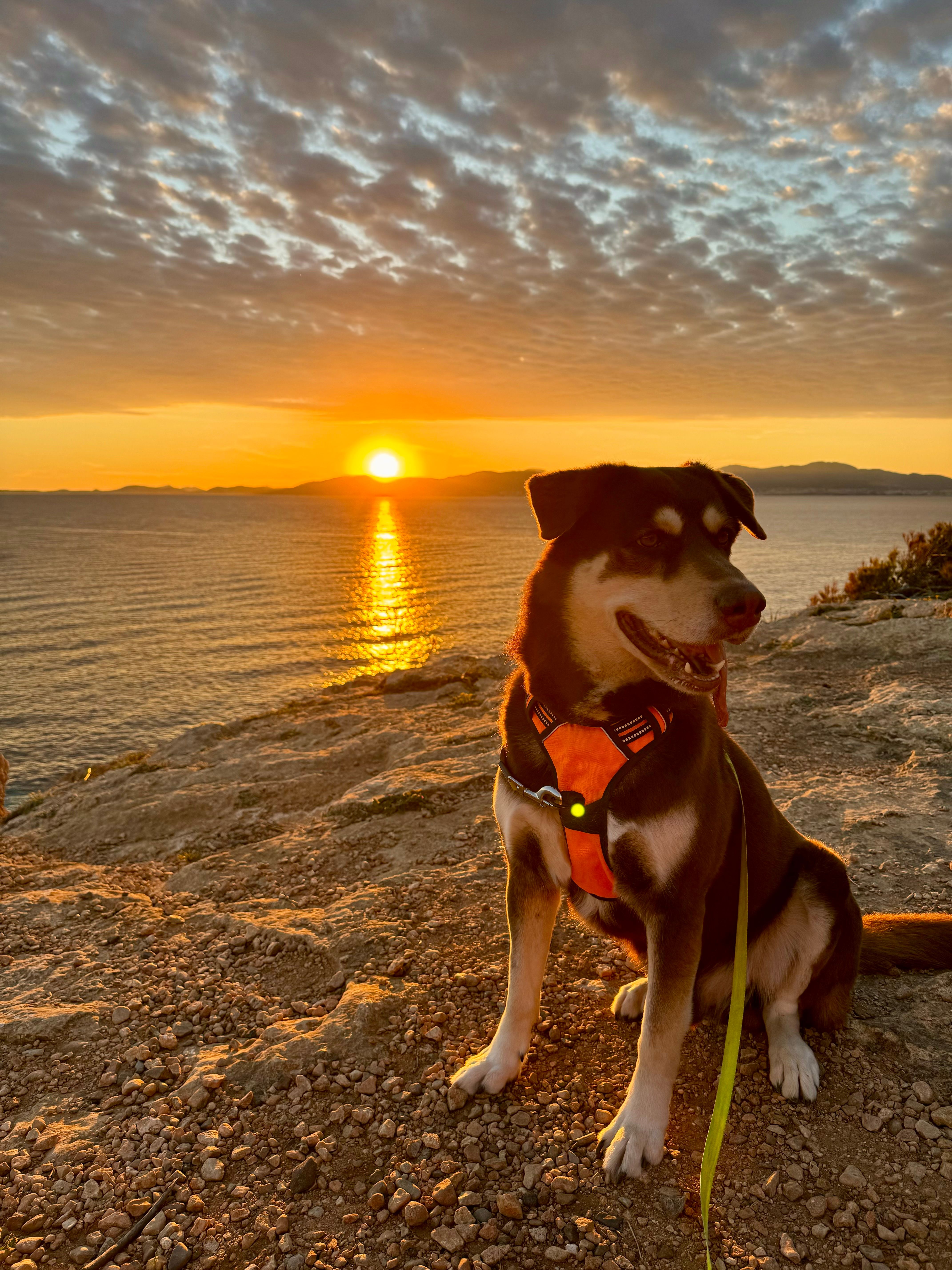 Prime  - Passeig De L'arbreda, Llucmajor