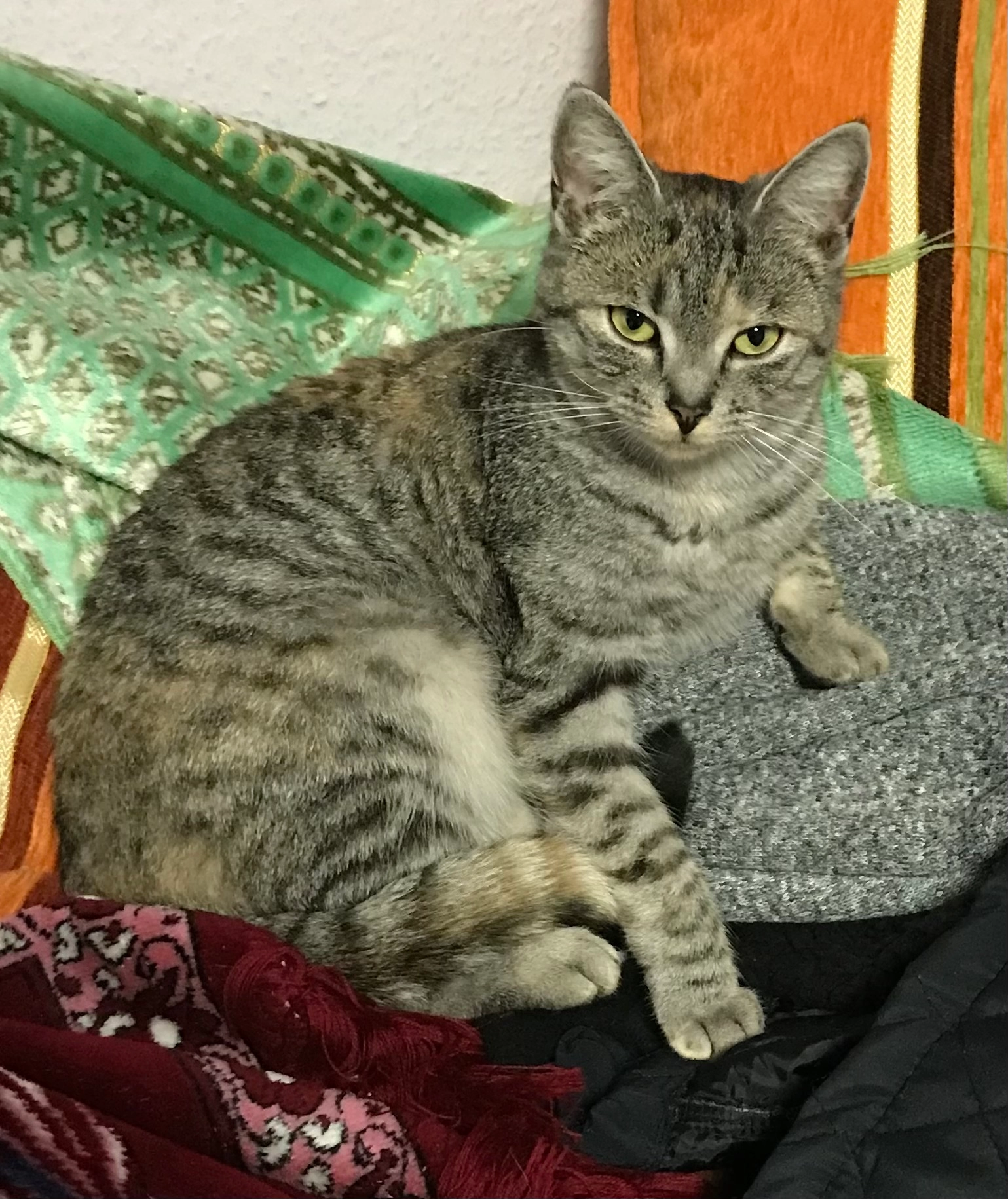 Kitty - Rothermelstraße, Königheim