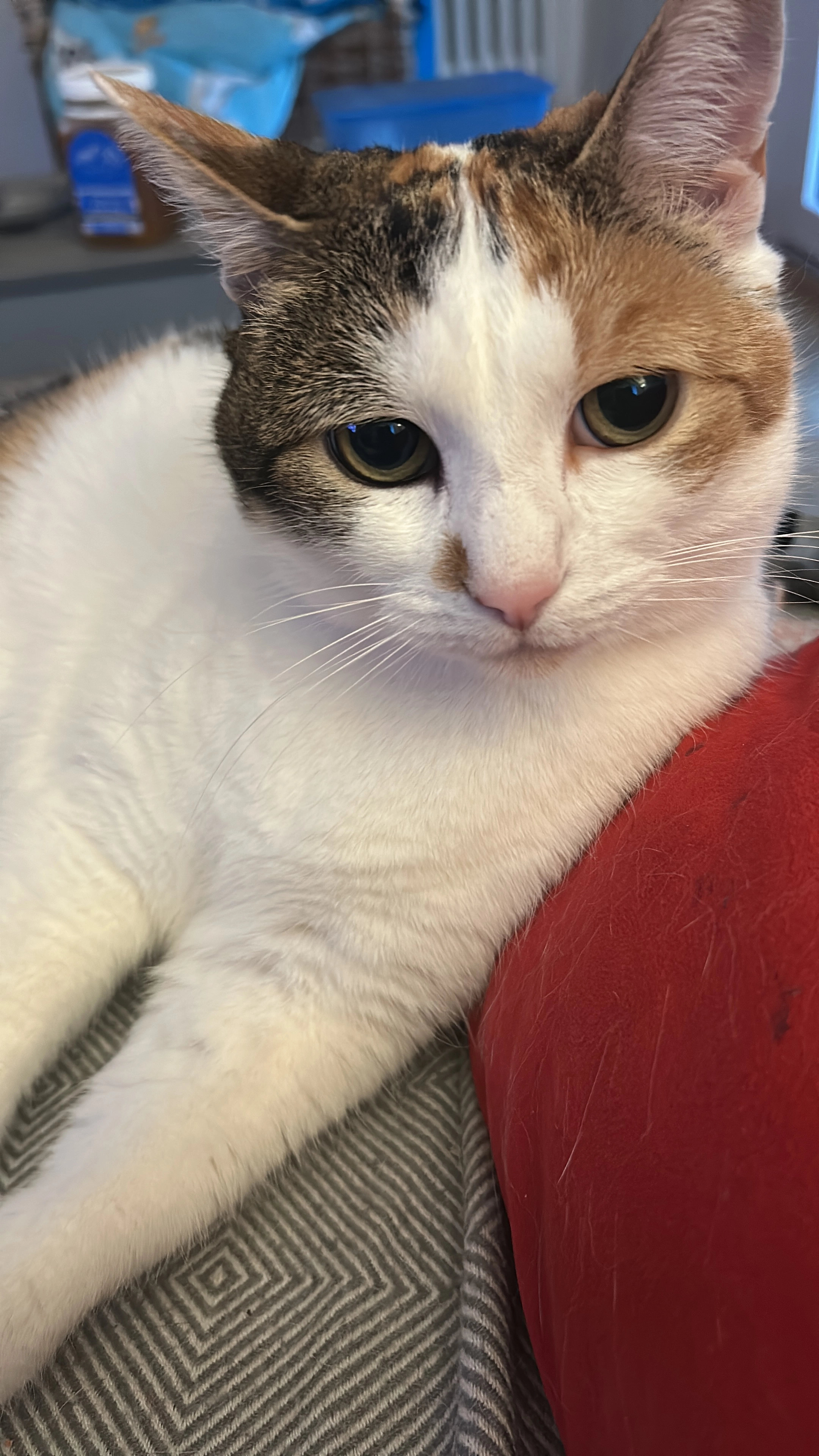 Jacky - Parkstrasse, Zollikofen