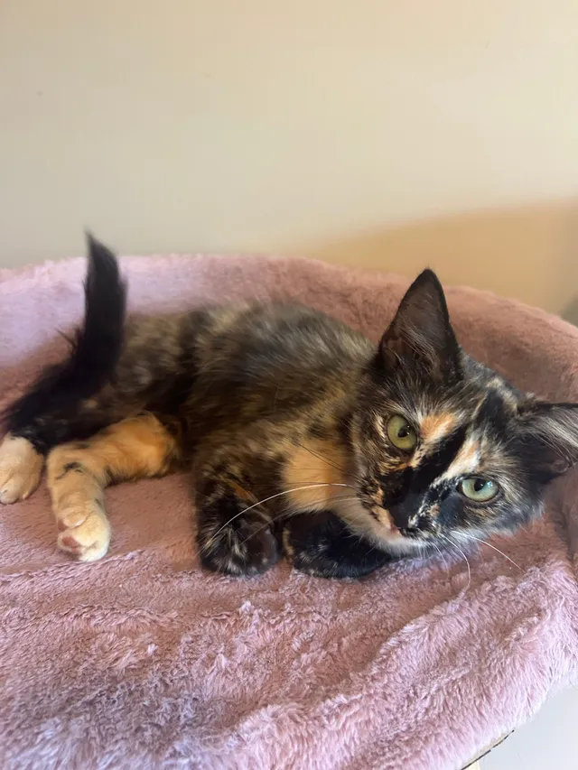 Cleo - Grande Avenue Southeast, Cedar Rapids