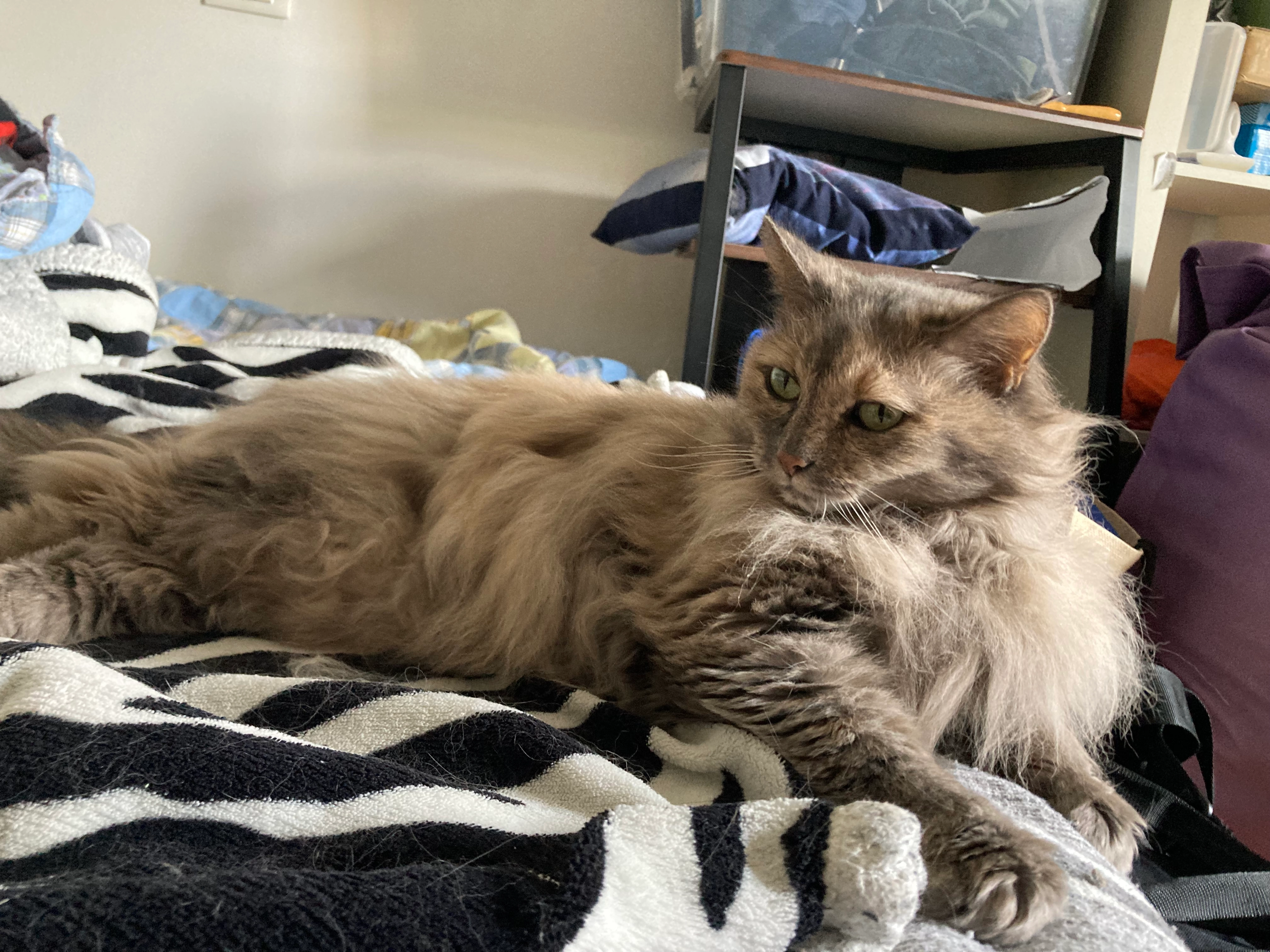 Zilla - Via Giacomo Matteotti, Limena