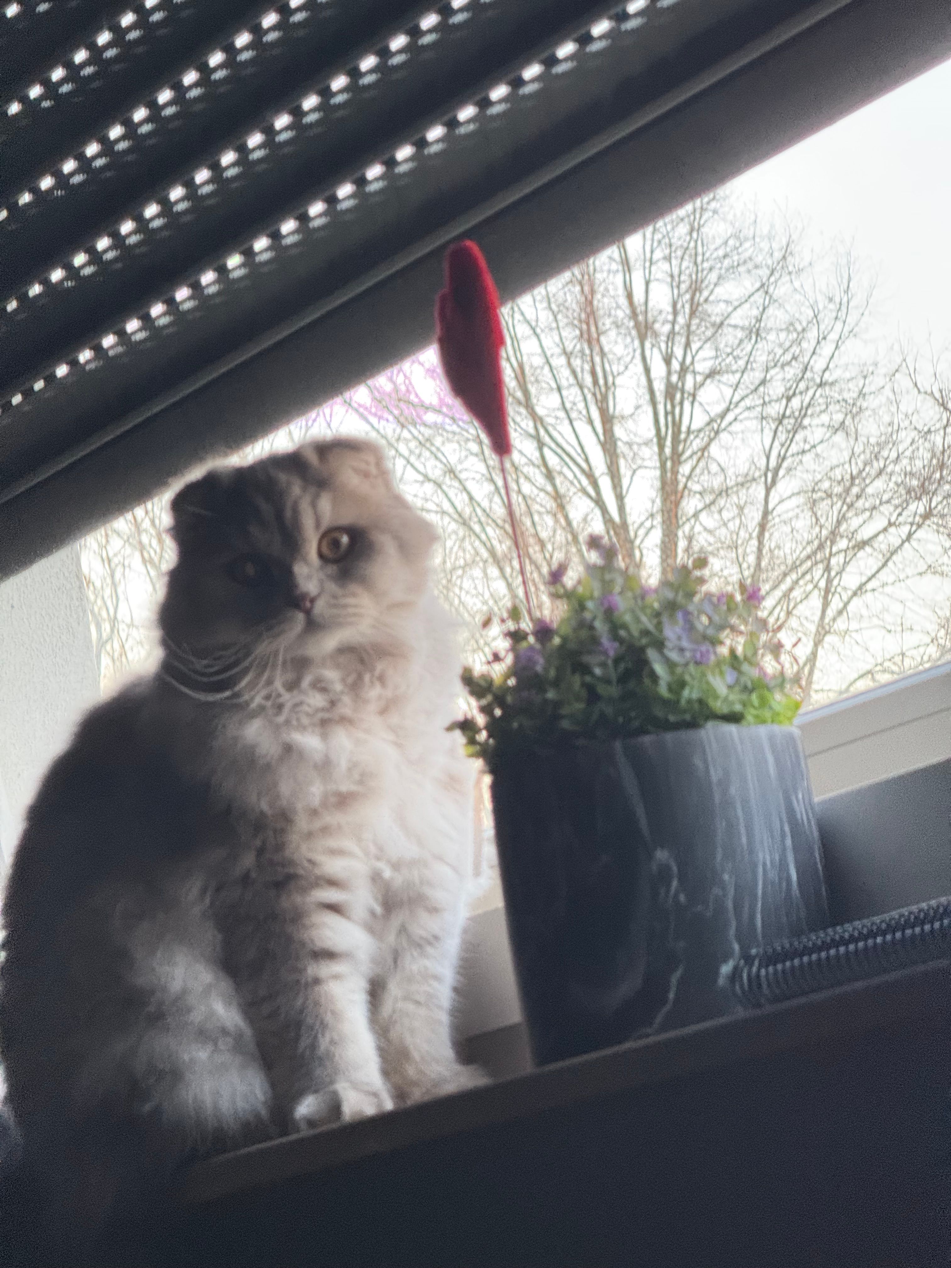 Zimba - Im Neuen Felde, Uelzen