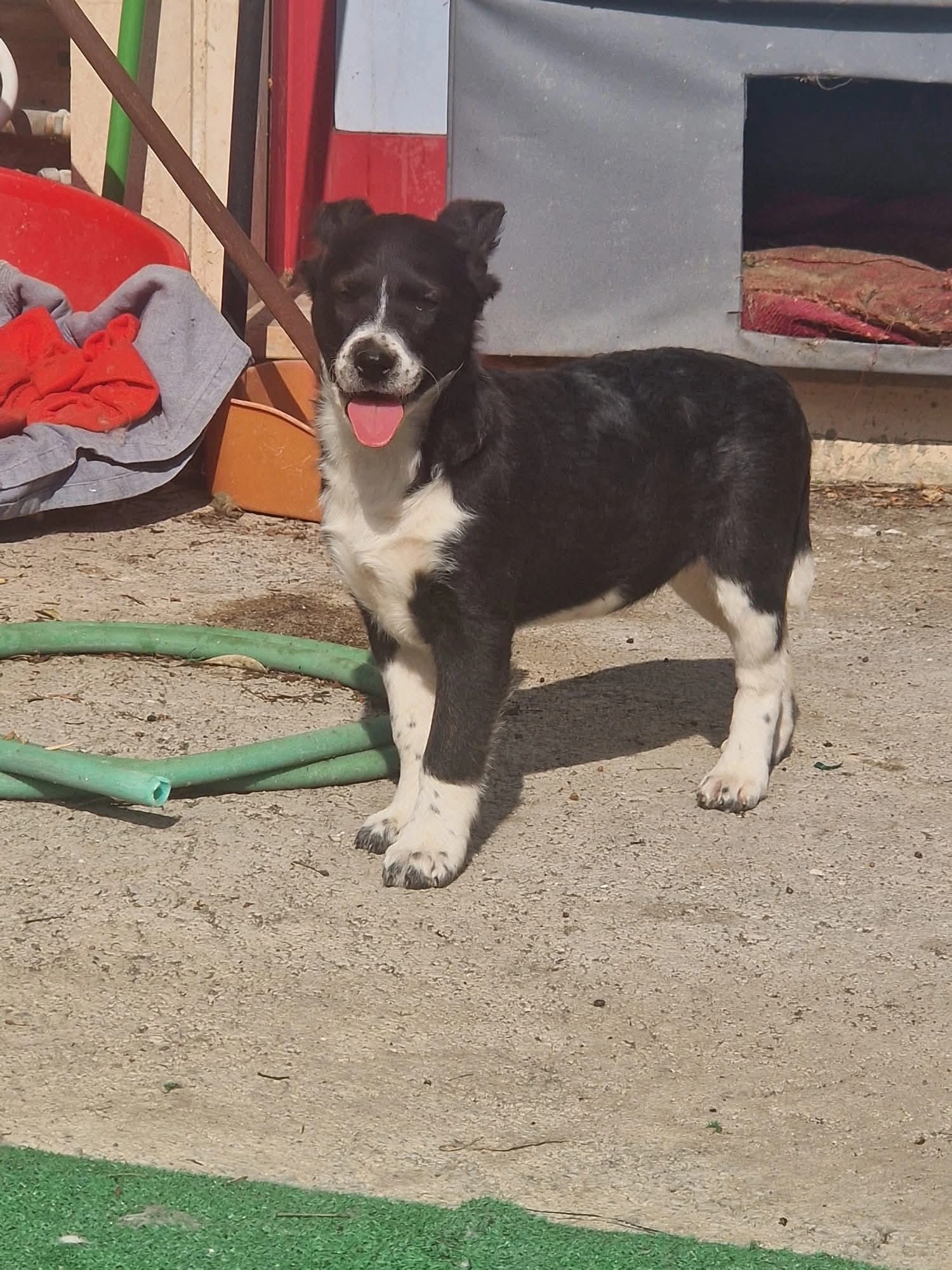 Baby  - Rommesingel, Pijnacker