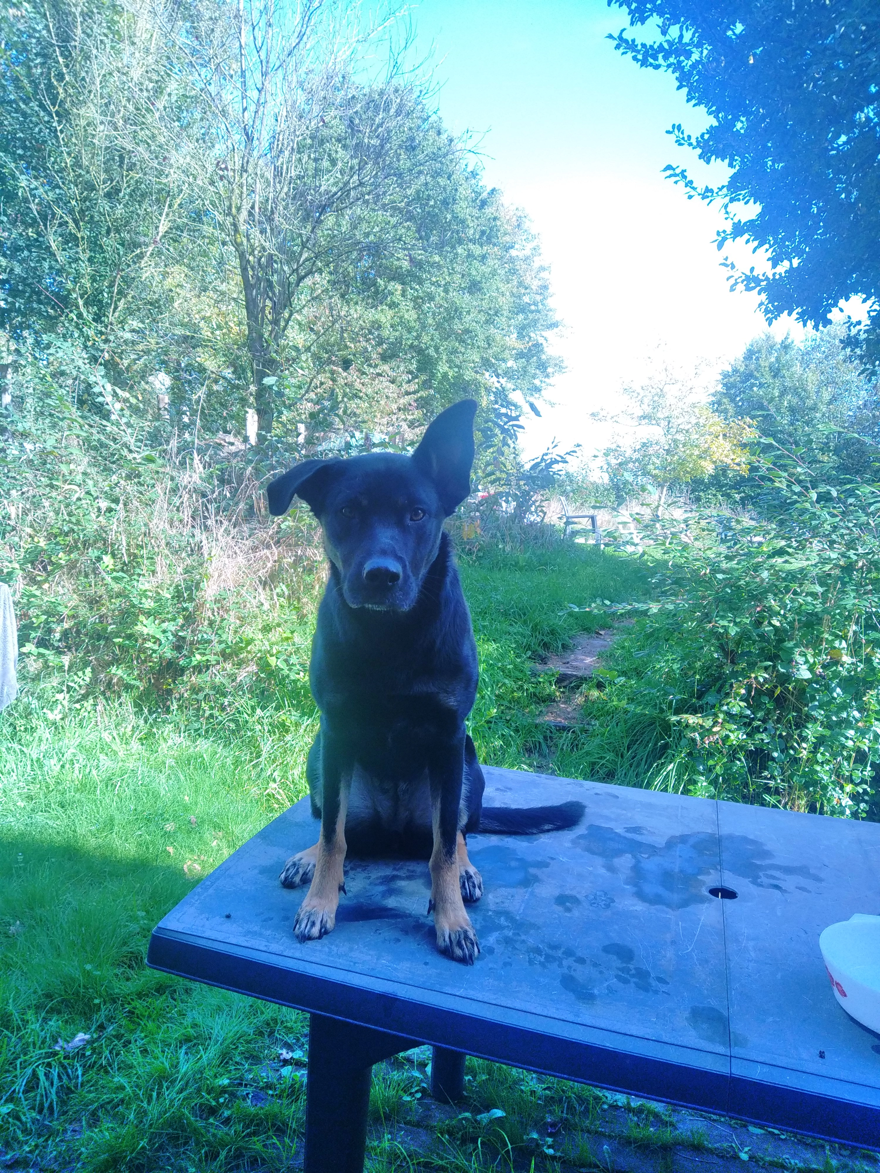 Murphy  - 27 La Hourmanière, Jugon-les-Lacs-Commune-Nouvelle