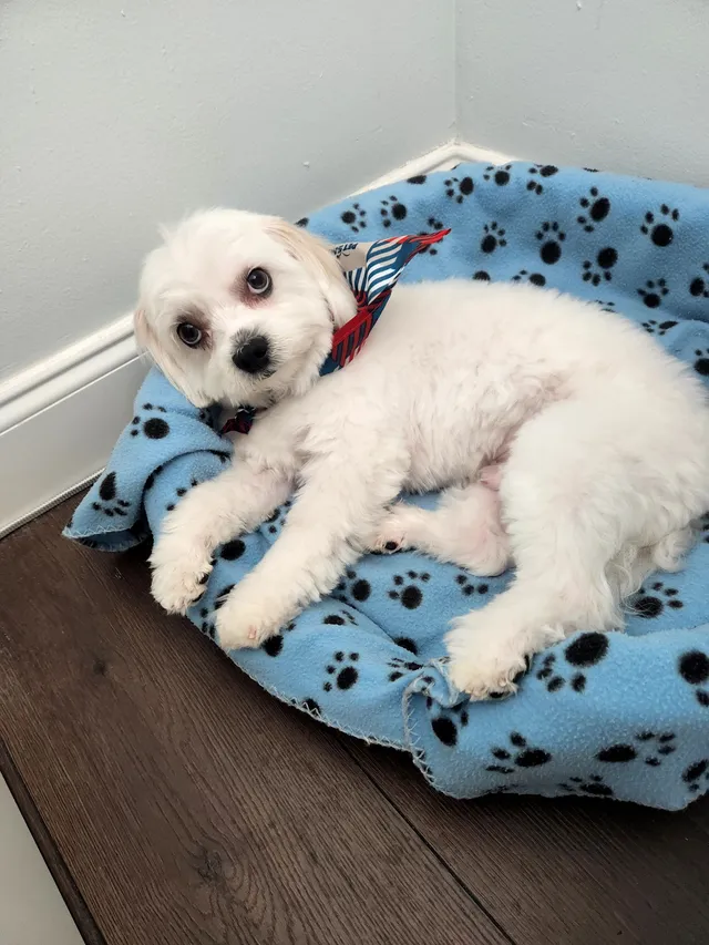 Charlie  - North Seacrest Boulevard, Boynton Beach