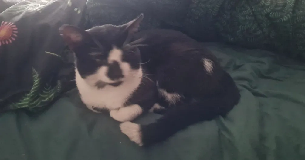 Wicket - Grand Avenue, Littlehampton